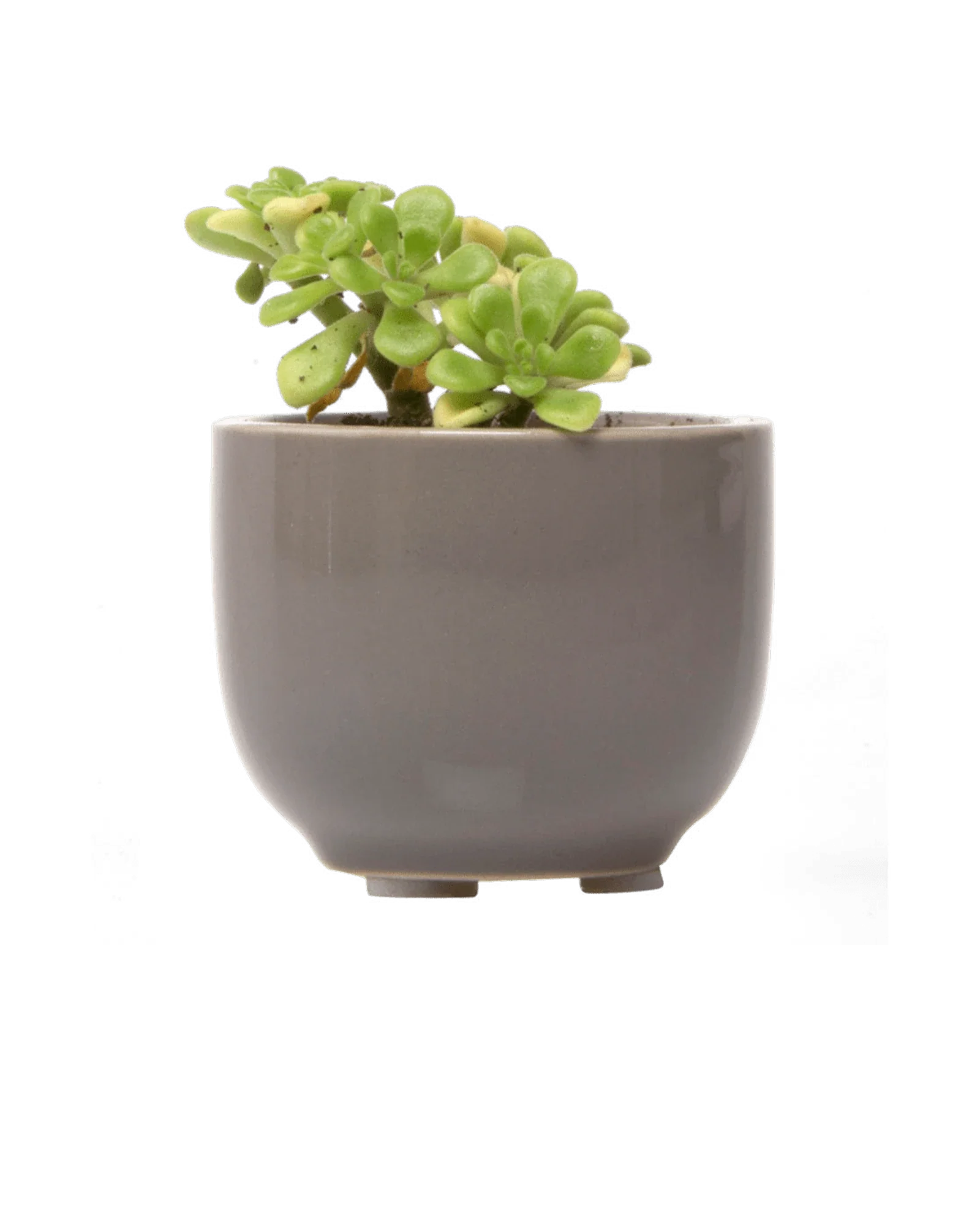 Succulent Cup Ceramic For Weddings - Image 11
