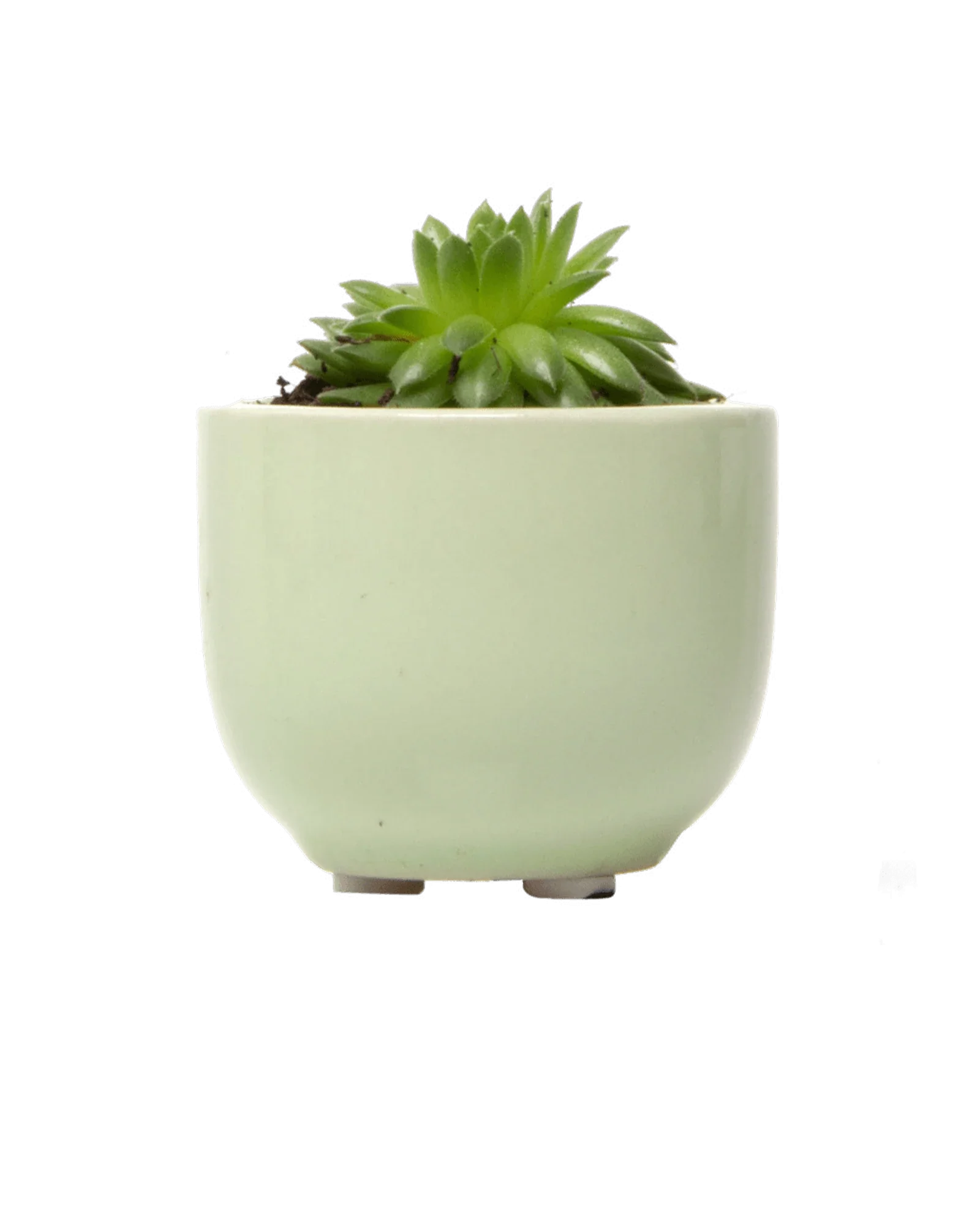 Succulent Cup Ceramic For Weddings - Image 12