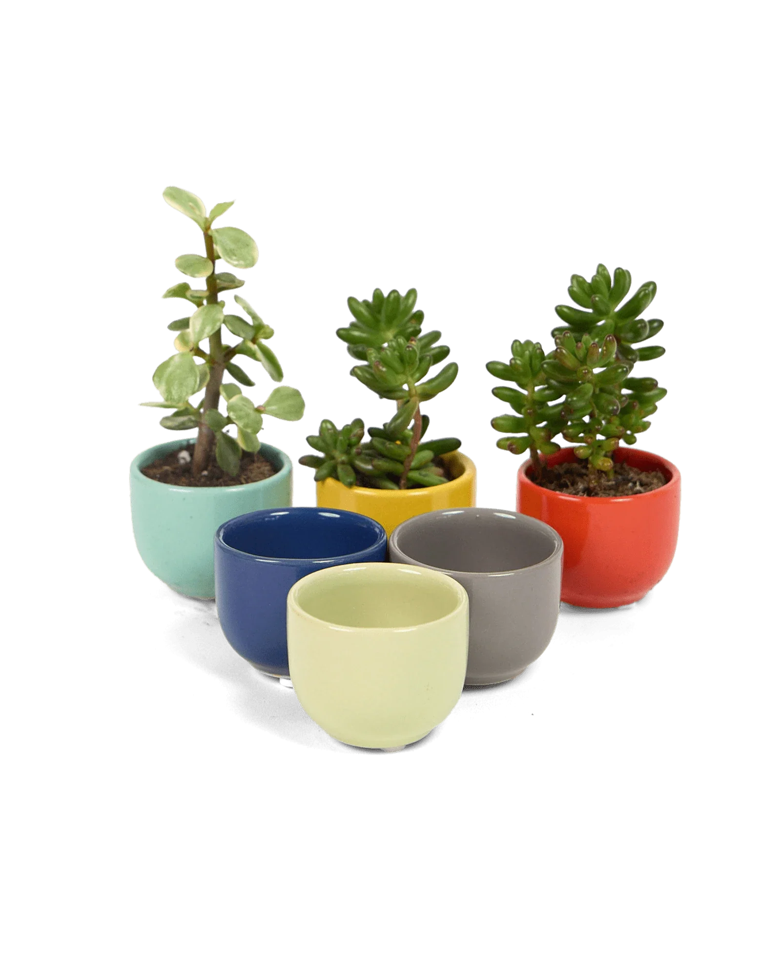 Succulent Cup Ceramic For Weddings - Image 13