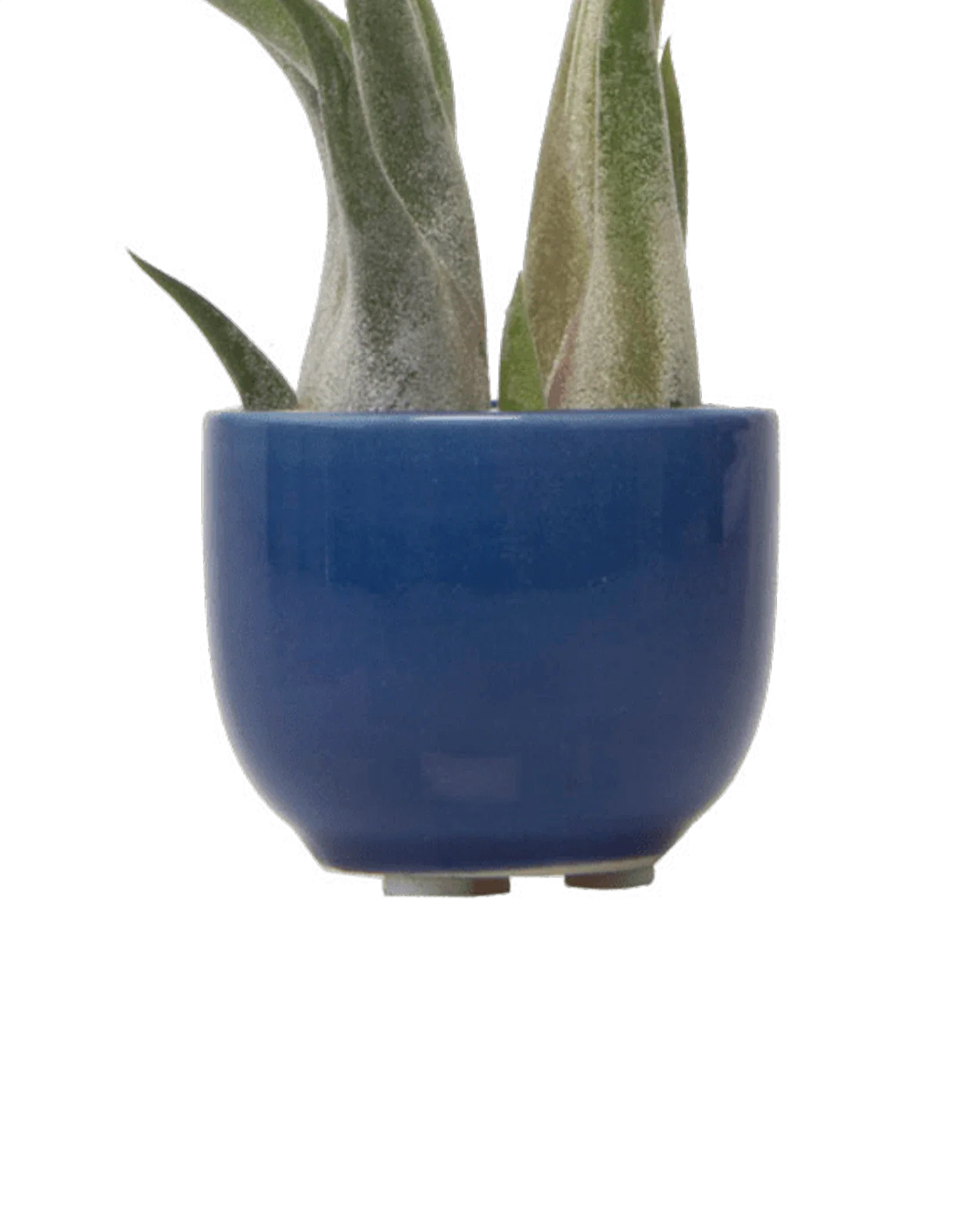 Succulent Cup Ceramic For Weddings - Image 3