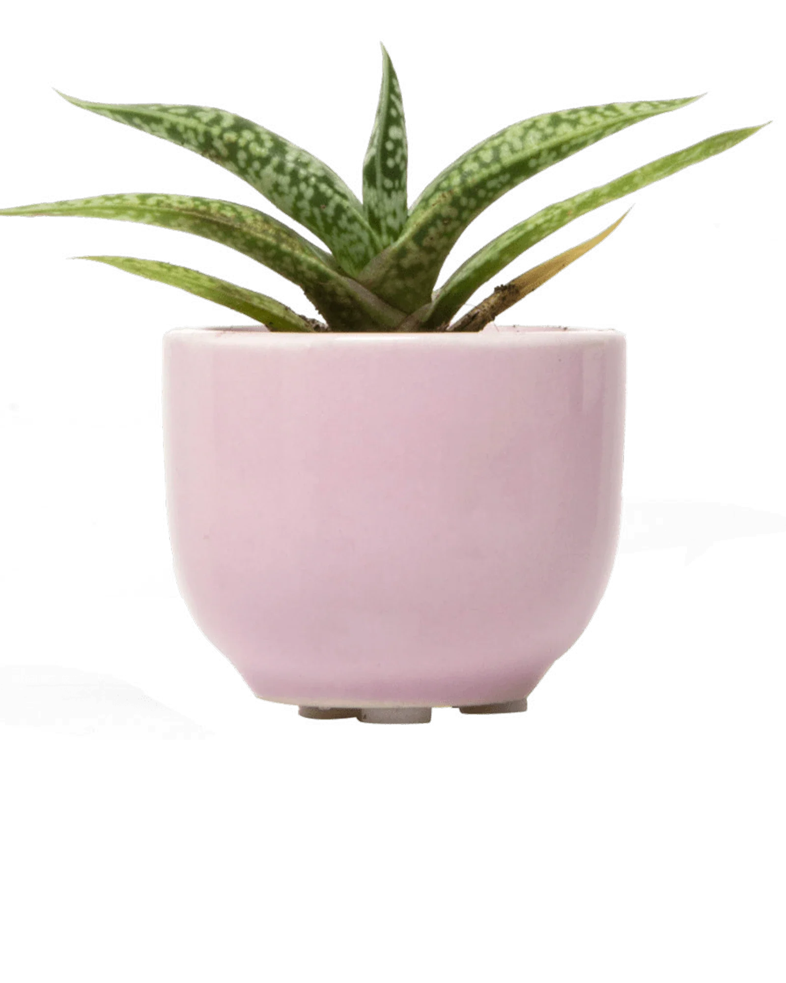 Succulent Cup Ceramic For Weddings - Image 4
