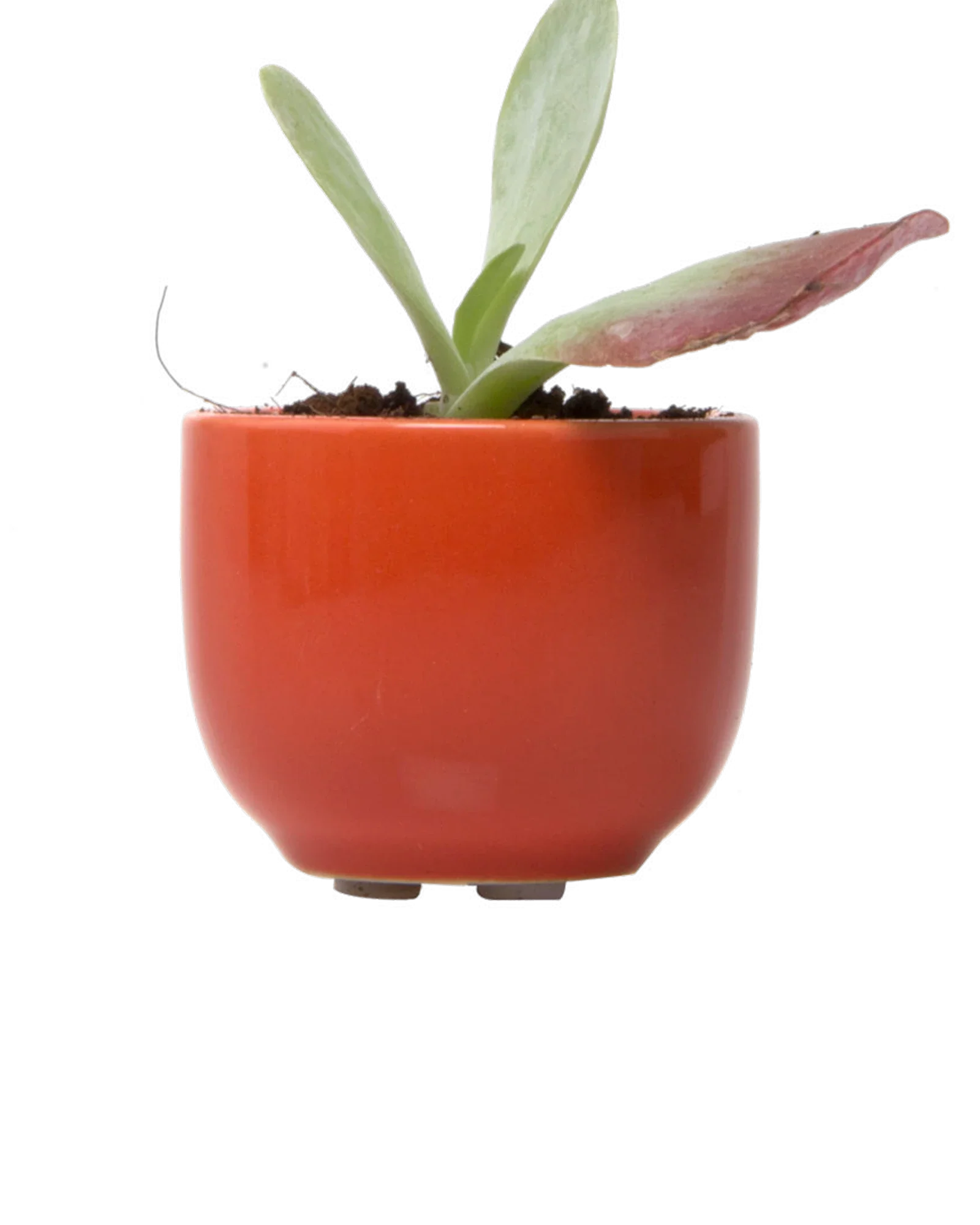 Succulent Cup Ceramic For Weddings - Image 5