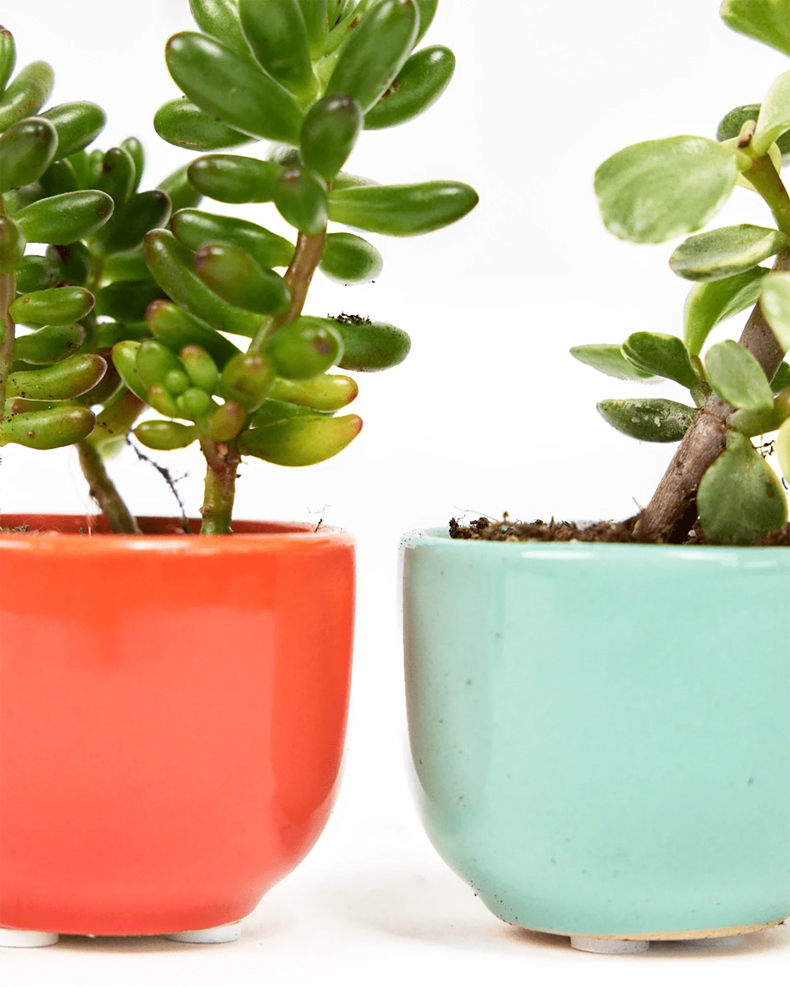 Succulent Cup Ceramic For Weddings - Image 6