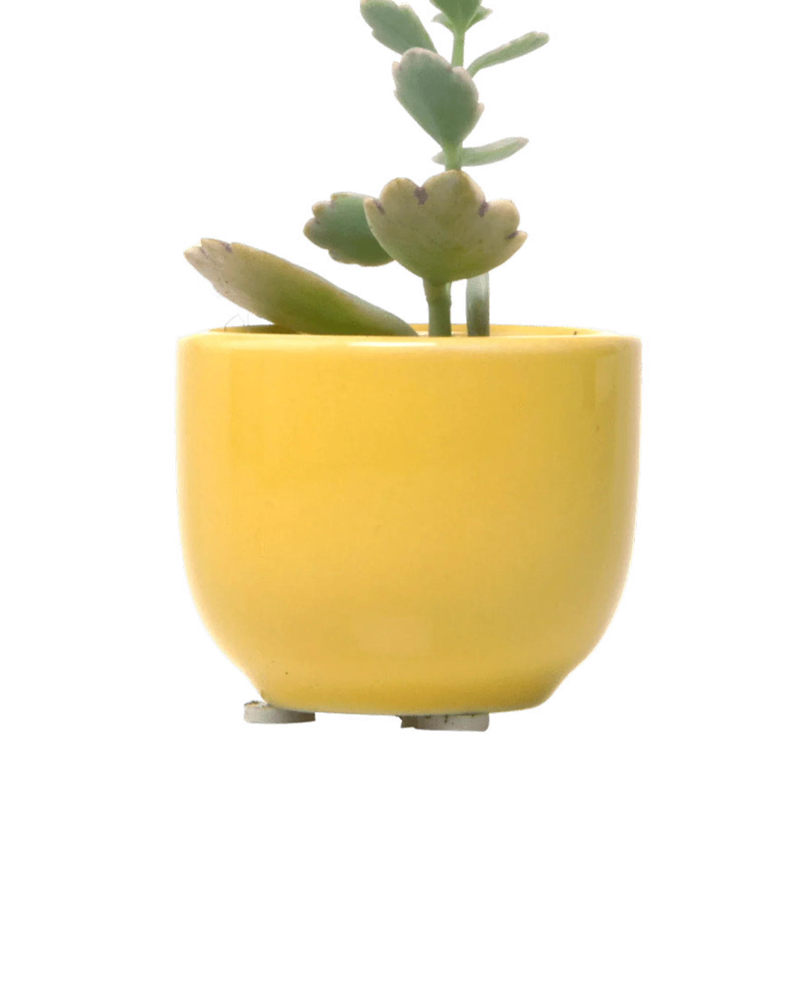 Succulent Cup Ceramic For Weddings - Image 7