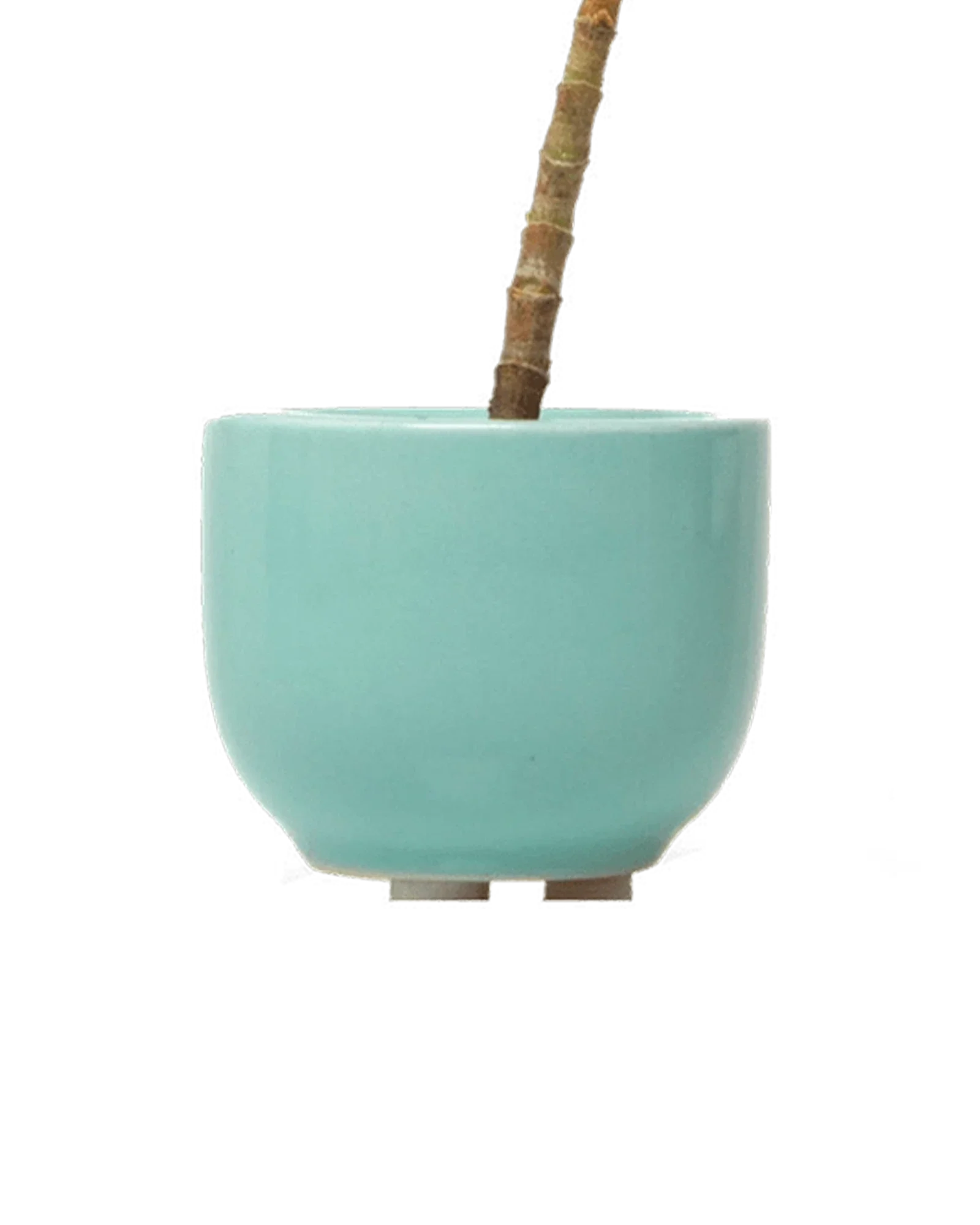 Succulent Cup Ceramic For Weddings - Image 9