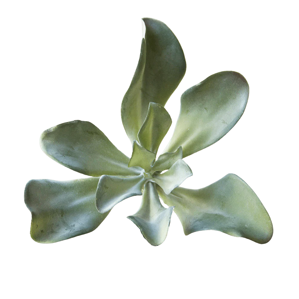 Succulents Fake Faux Lifelike Decorative Things - Image 5