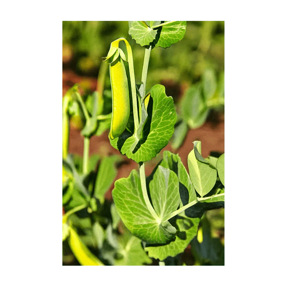 Sugar Snap Pea Vegetable Seeds Packet - Image 3