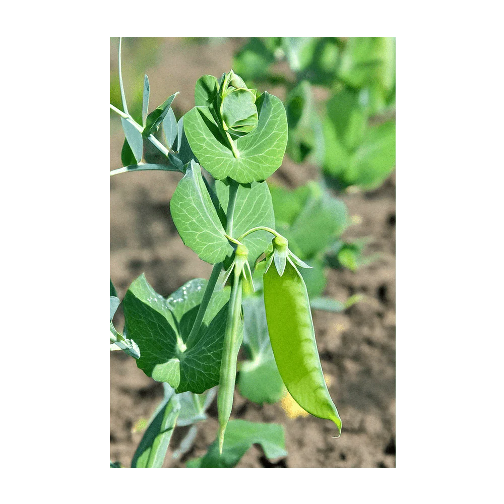 Sugar Snap Pea Vegetable Seeds Packet - Image 4
