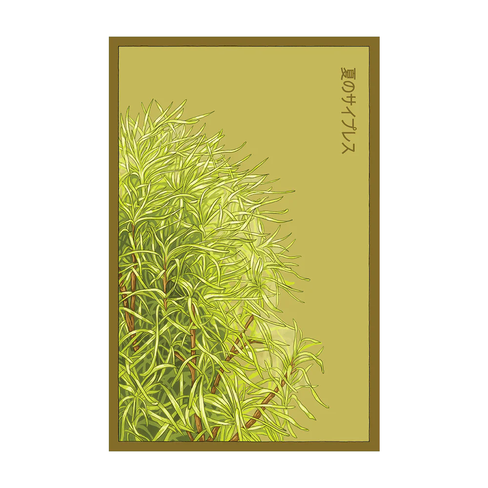 Summer Cypress Flower Seeds Packet