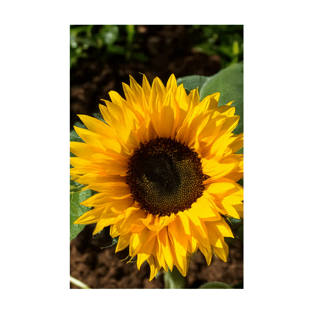 Sunflower Flower Seeds Packet - Image 3