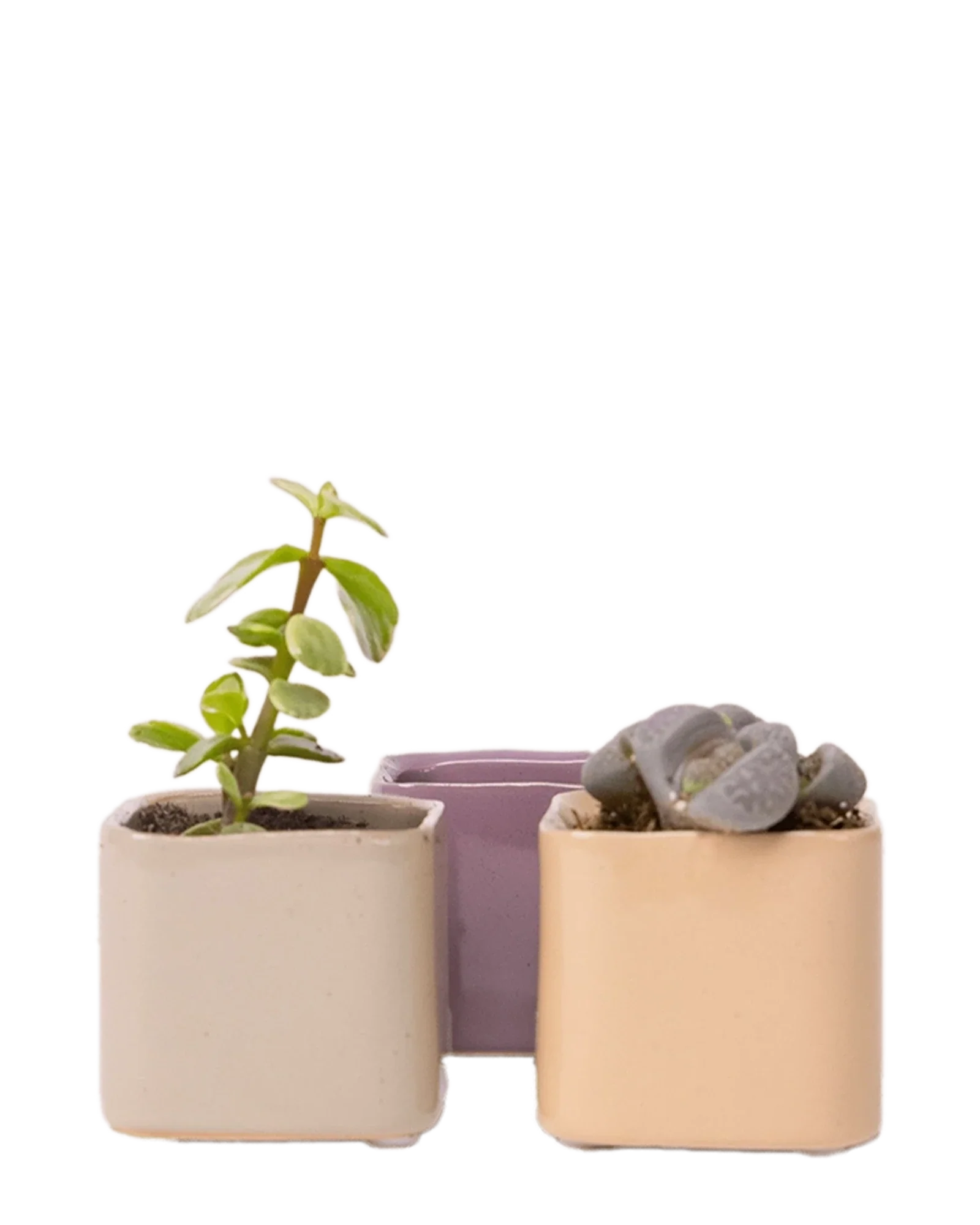 Svek Ceramic Indoor Succulent Pot
