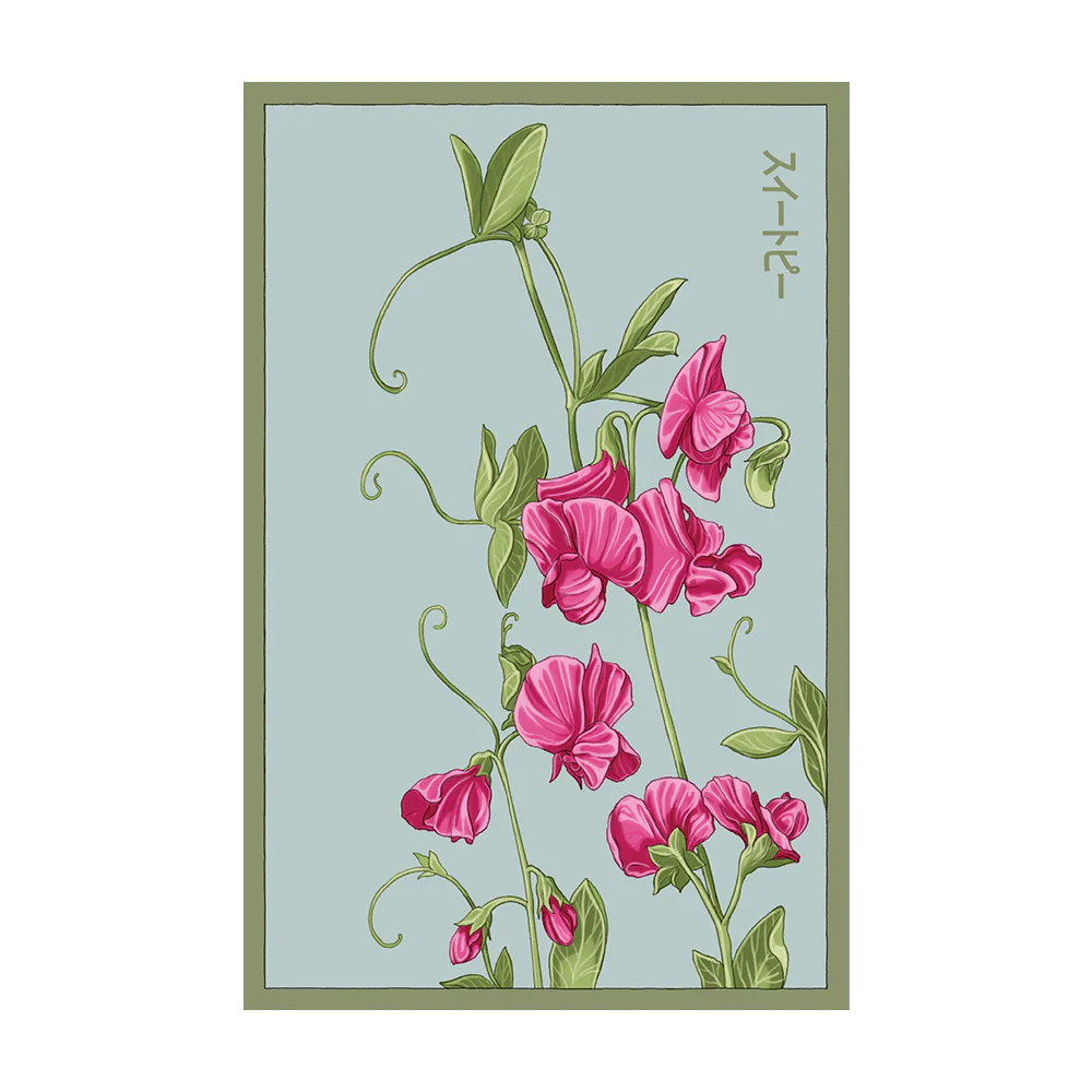 Sweet Pea Flower Seeds Packet
