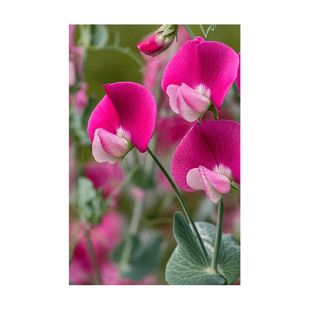 Sweet Pea Flower Seeds Packet - Image 3