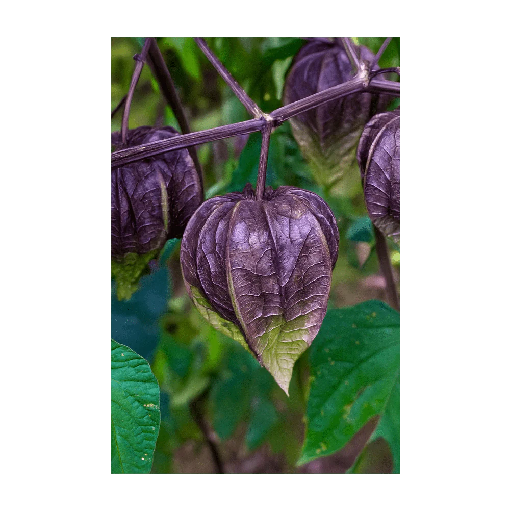 Sweet Purple Tomatillo Vegetable Seeds Packet - Image 3