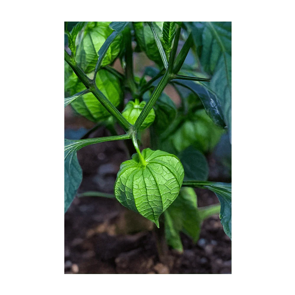 Sweet Purple Tomatillo Vegetable Seeds Packet - Image 4