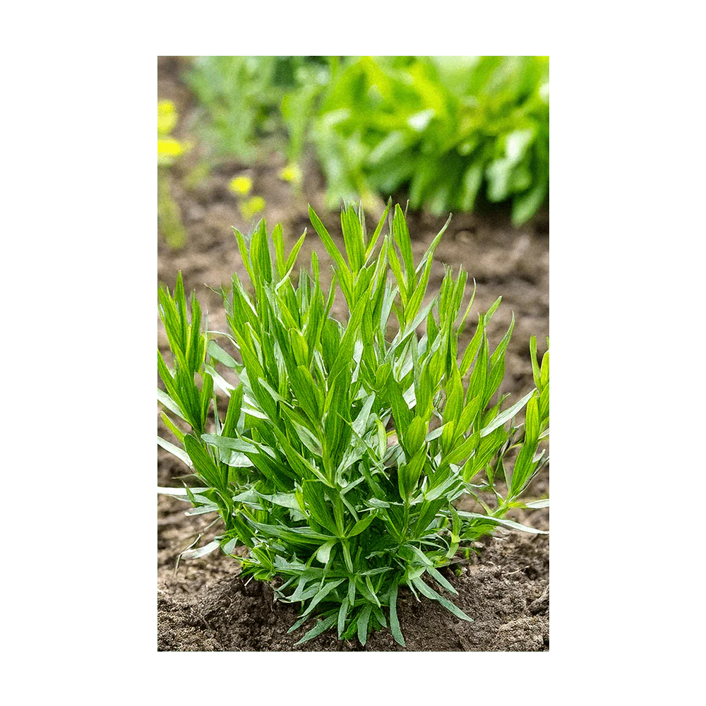 Tarragon Herb Seeds Packet - Image 3