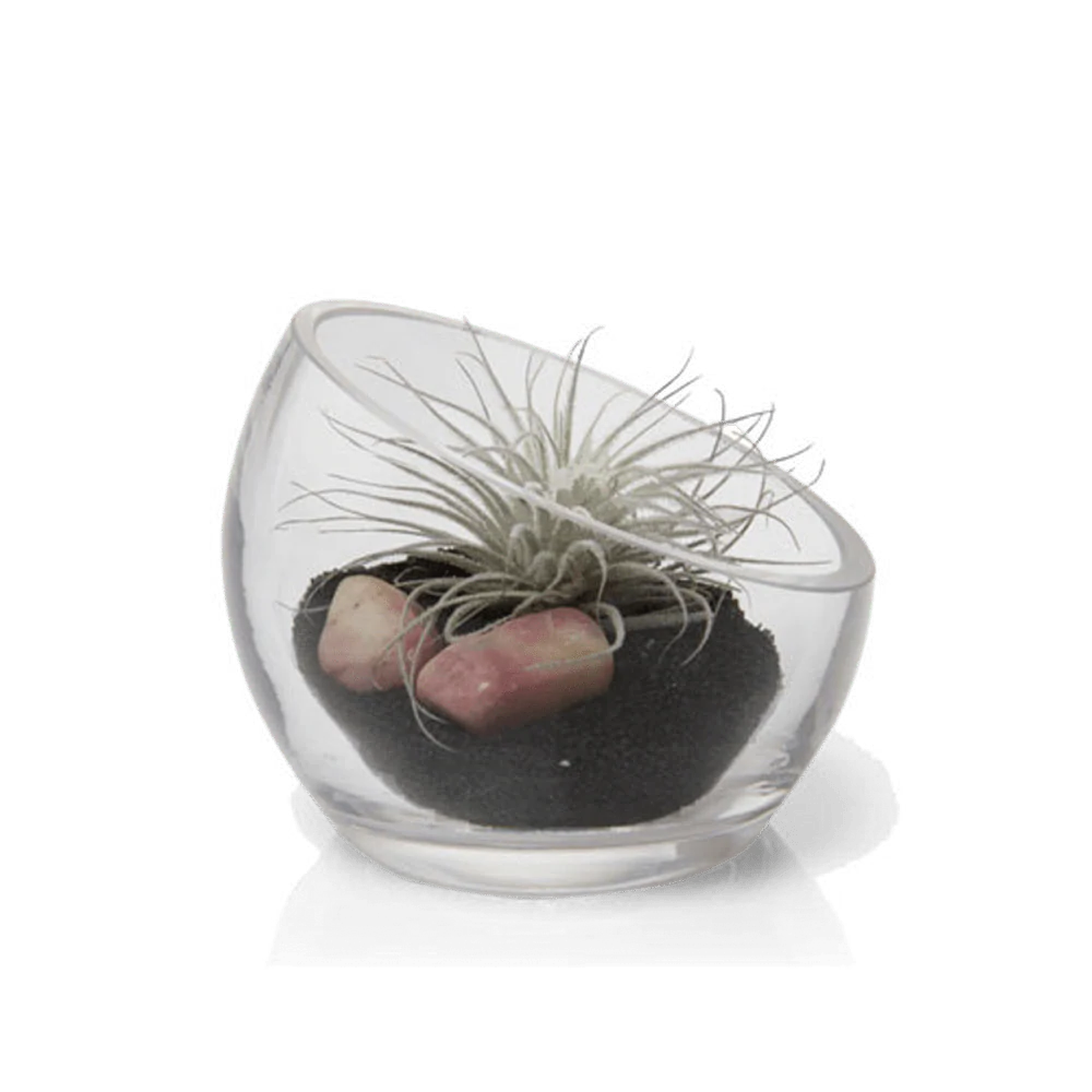 Terrarium Bowl Glass Succulent Garden - Image 3