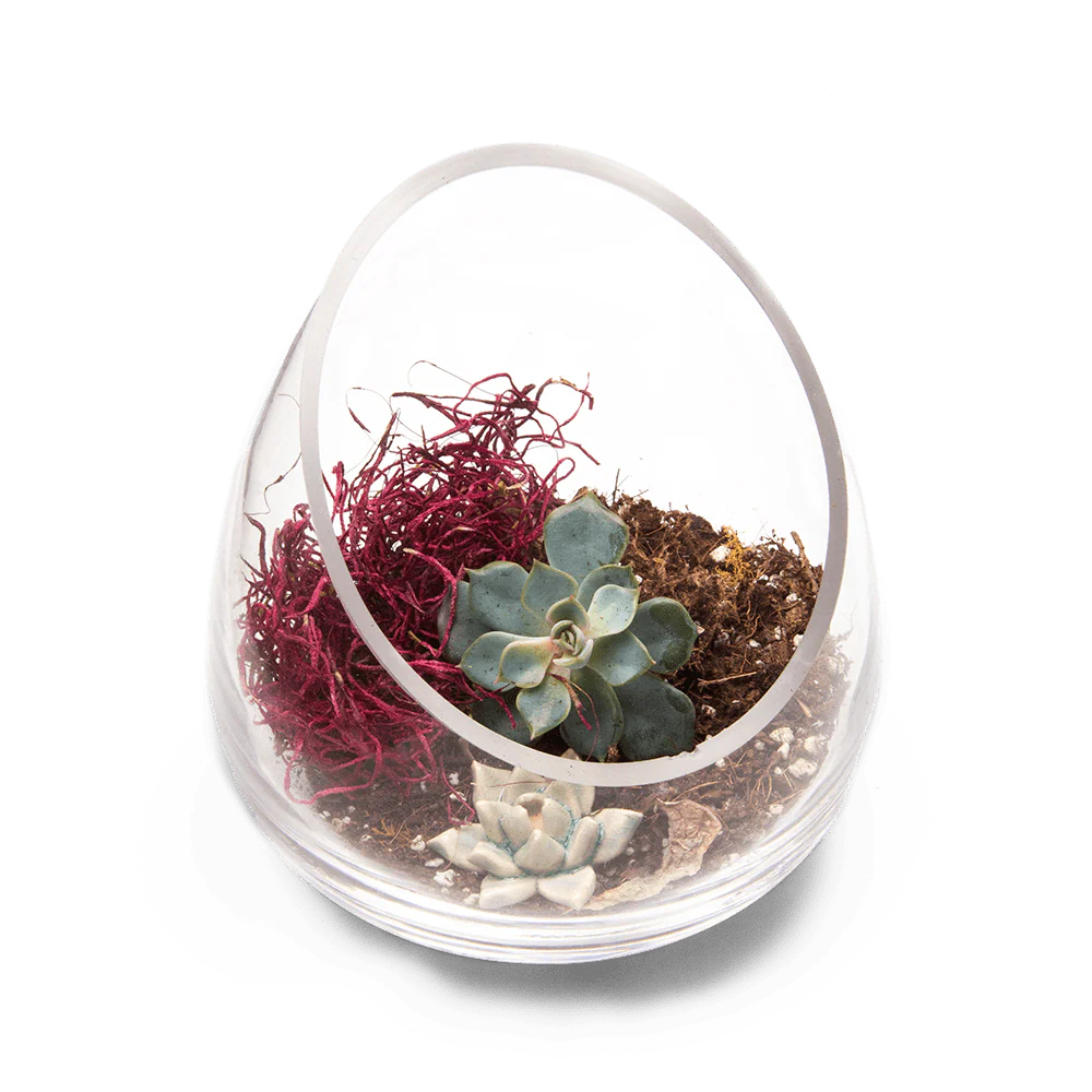 Terrarium Bowl Glass Succulent Garden - Image 4