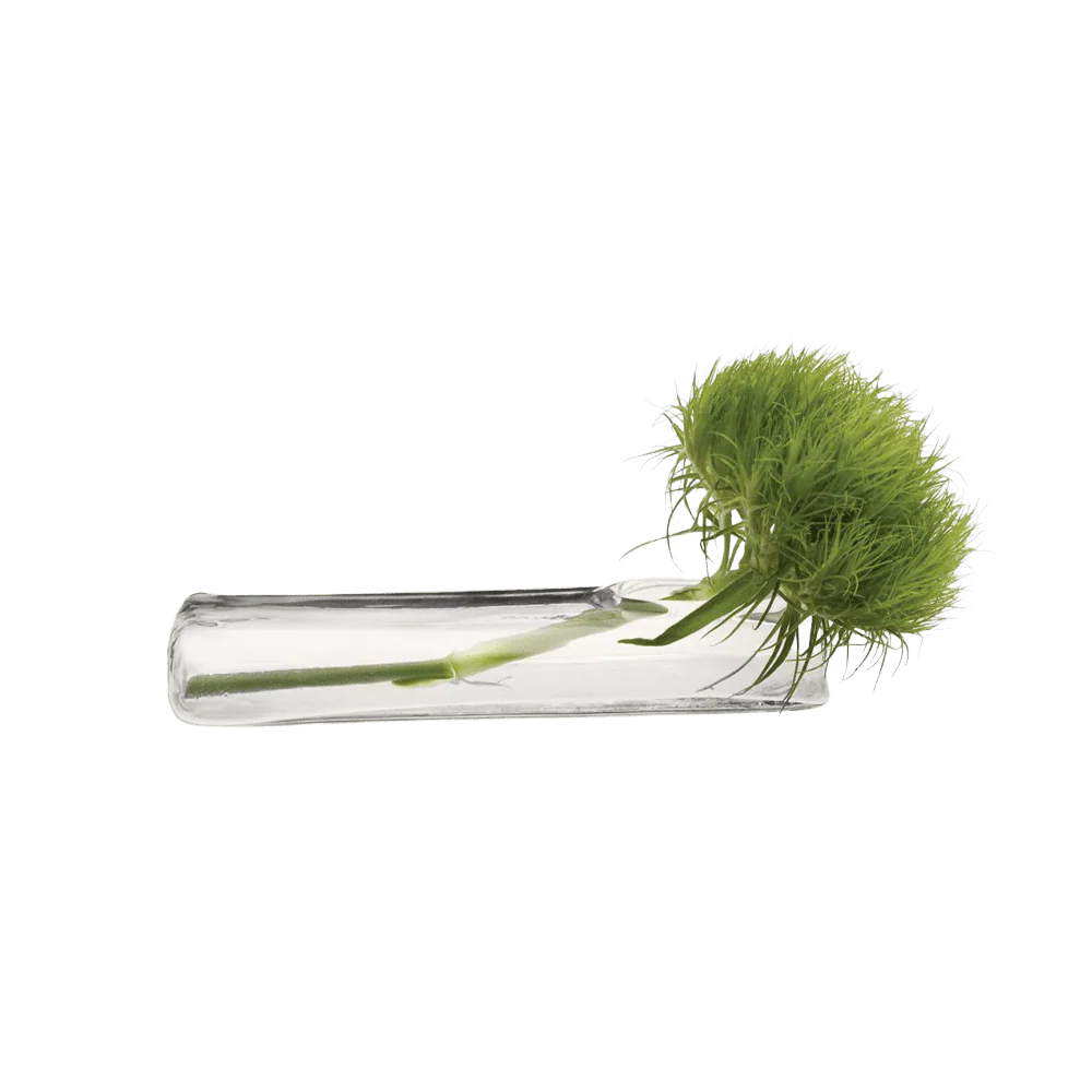 Test Tube Glass Bud Vases | 6 Pack