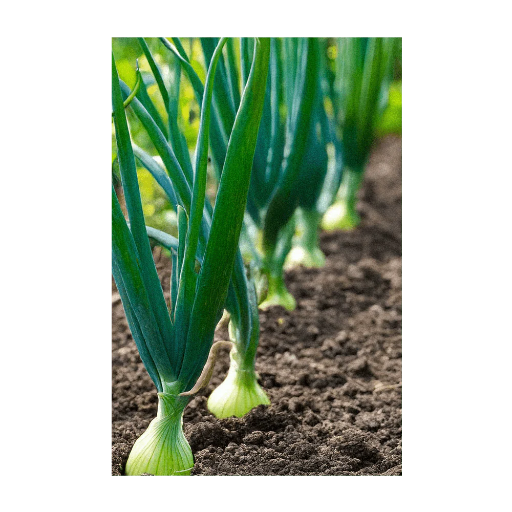 Texas Super Sweet Onion Vegetable Seeds Packet - Image 3