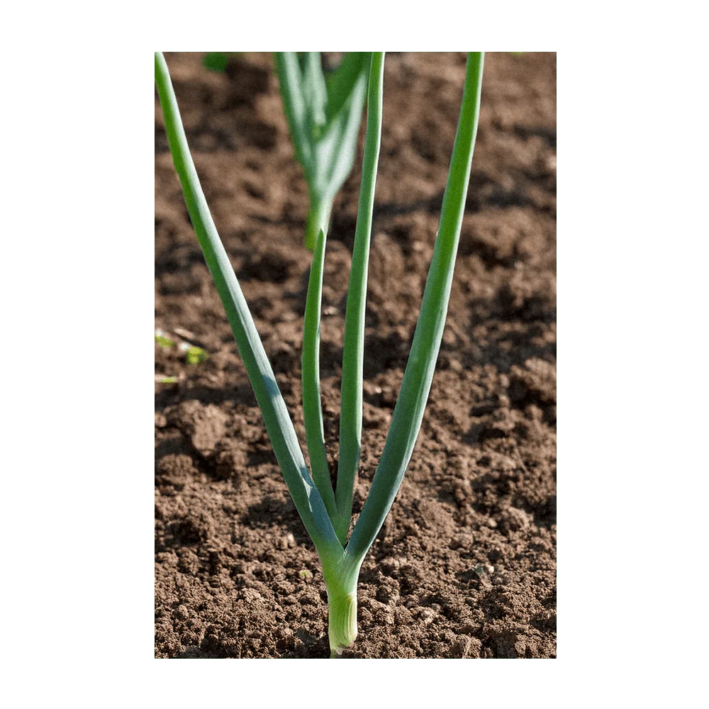 Texas Super Sweet Onion Vegetable Seeds Packet - Image 4