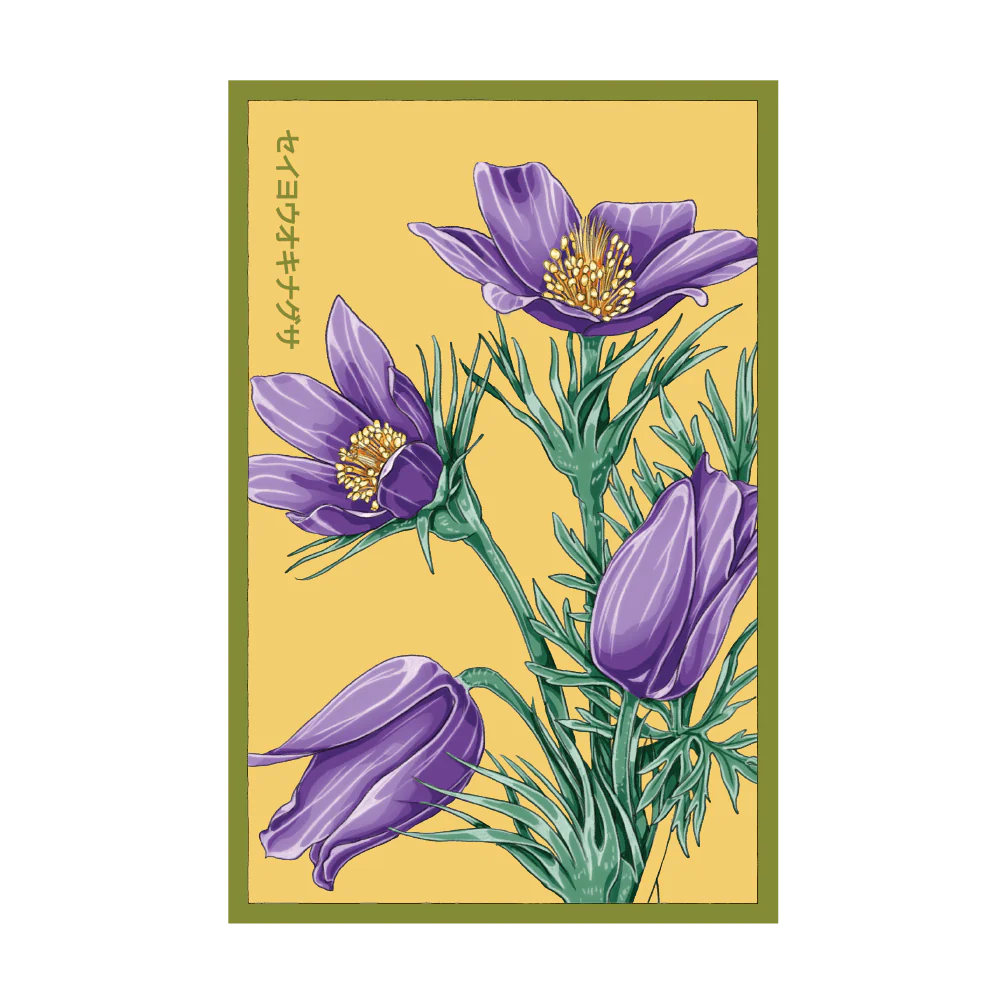 The Greater Pasque Flower Seeds Packet