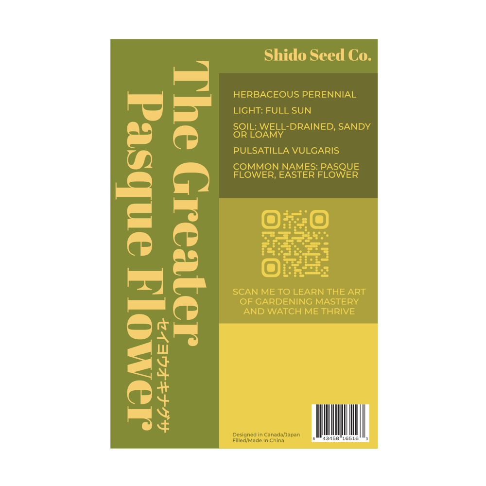 The Greater Pasque Flower Seeds Packet - Image 2