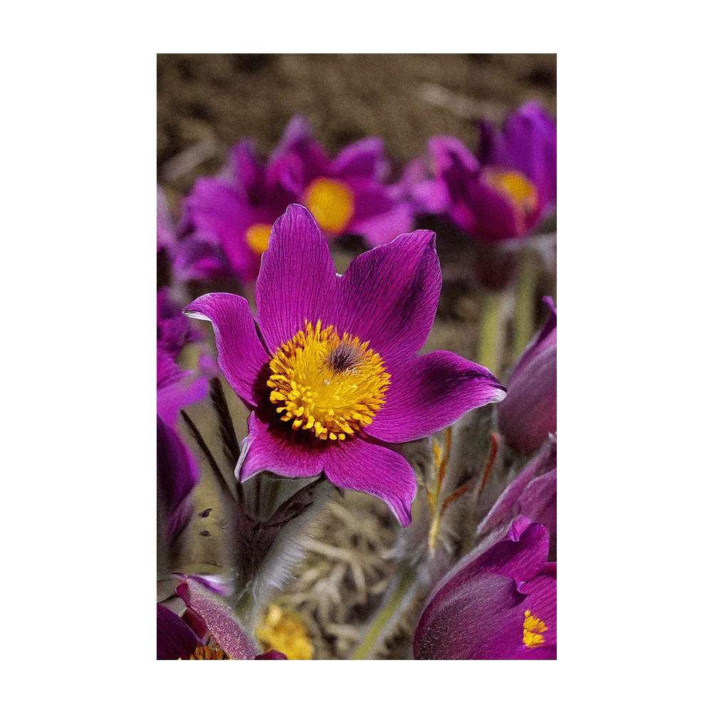 The Greater Pasque Flower Seeds Packet - Image 3