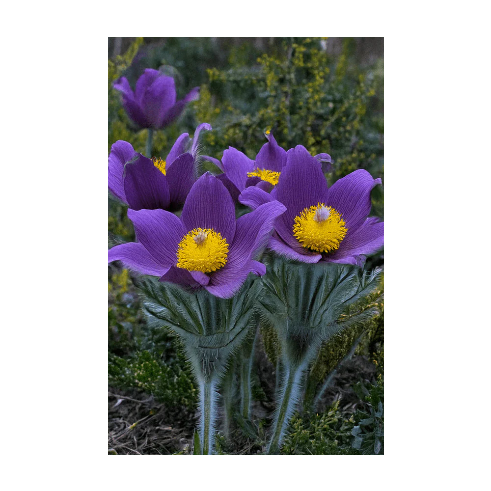The Greater Pasque Flower Seeds Packet - Image 4