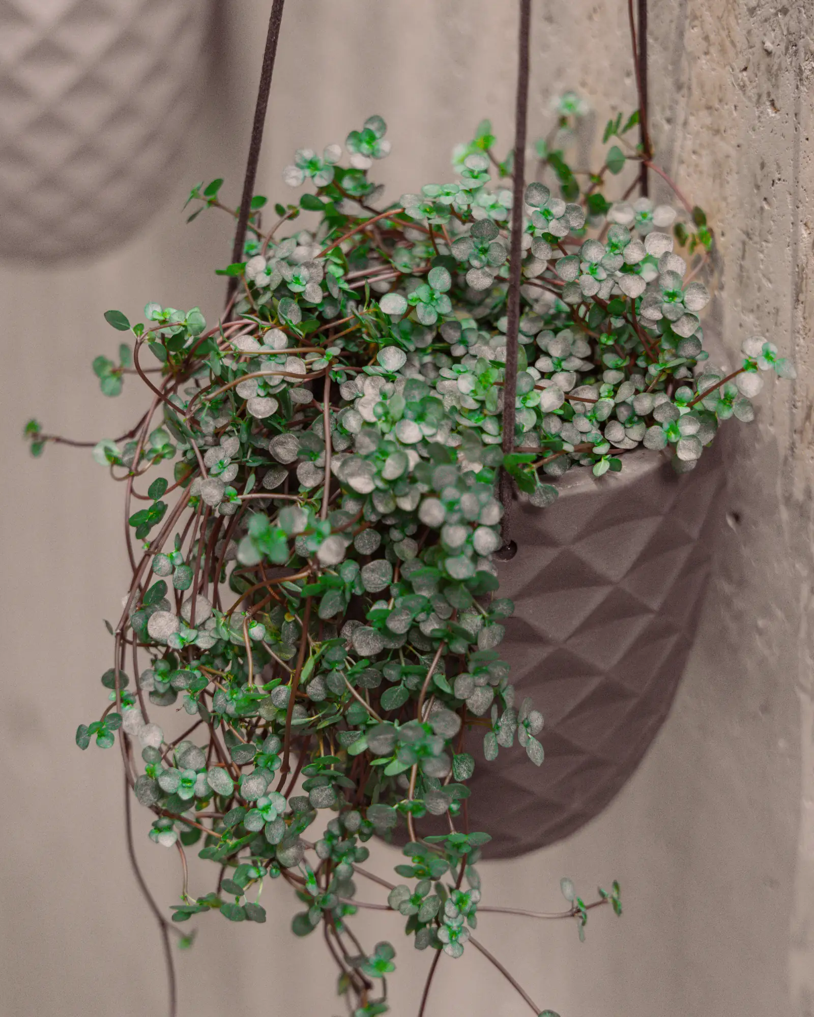 Thimble Porcelain Modern Hanging Planter - Image 11