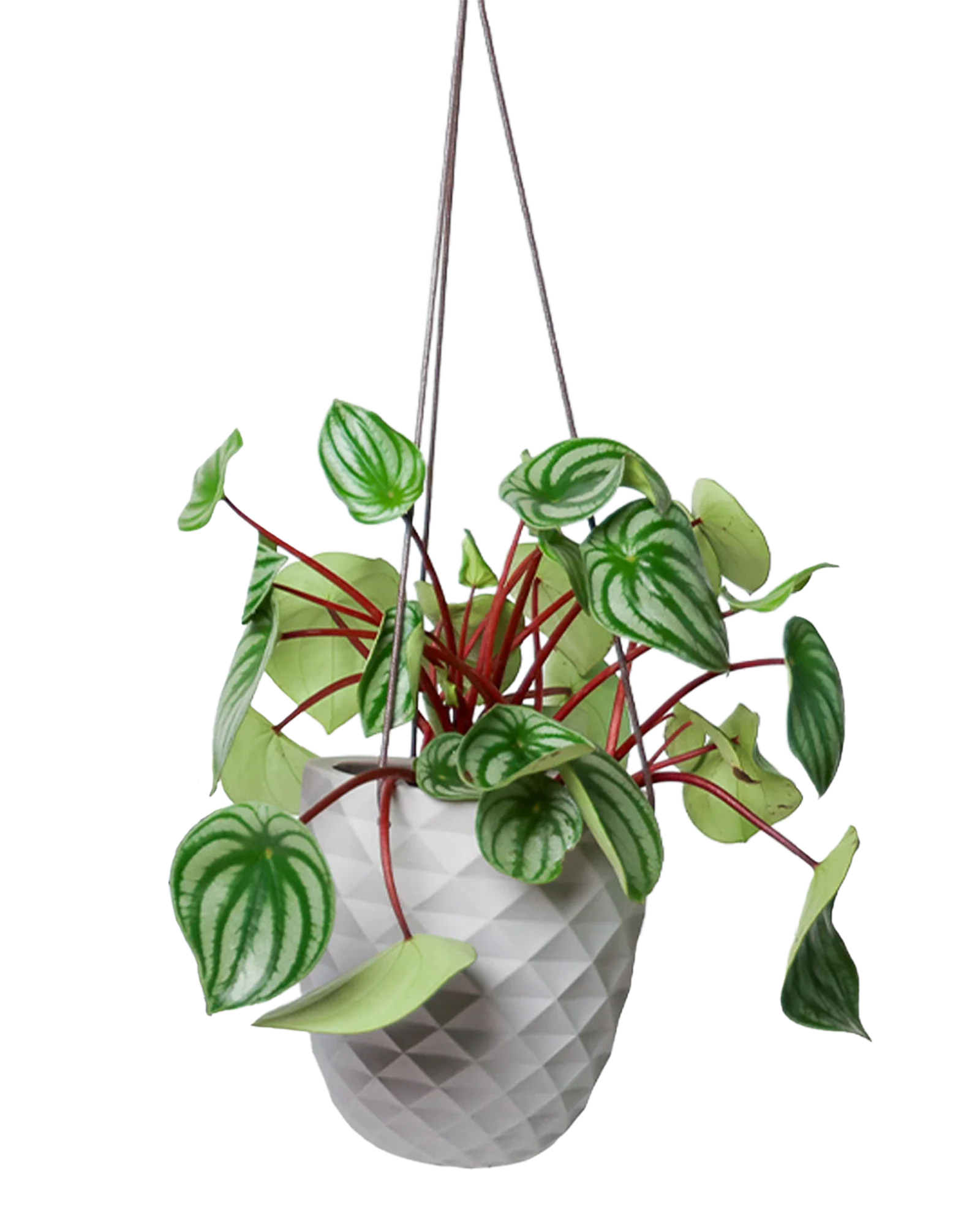 Thimble Porcelain Modern Hanging Planter - Image 12