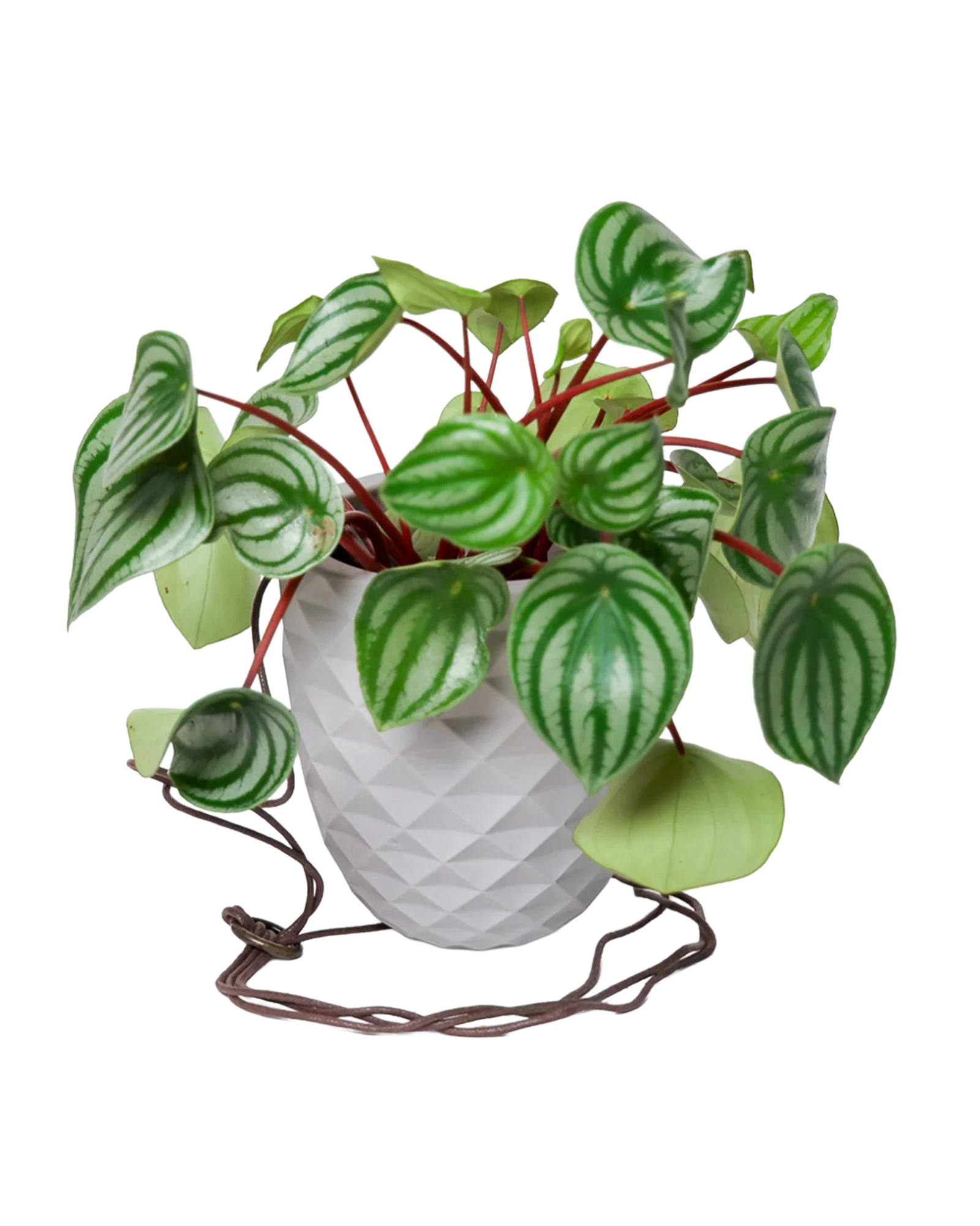 Thimble Porcelain Modern Hanging Planter - Image 14