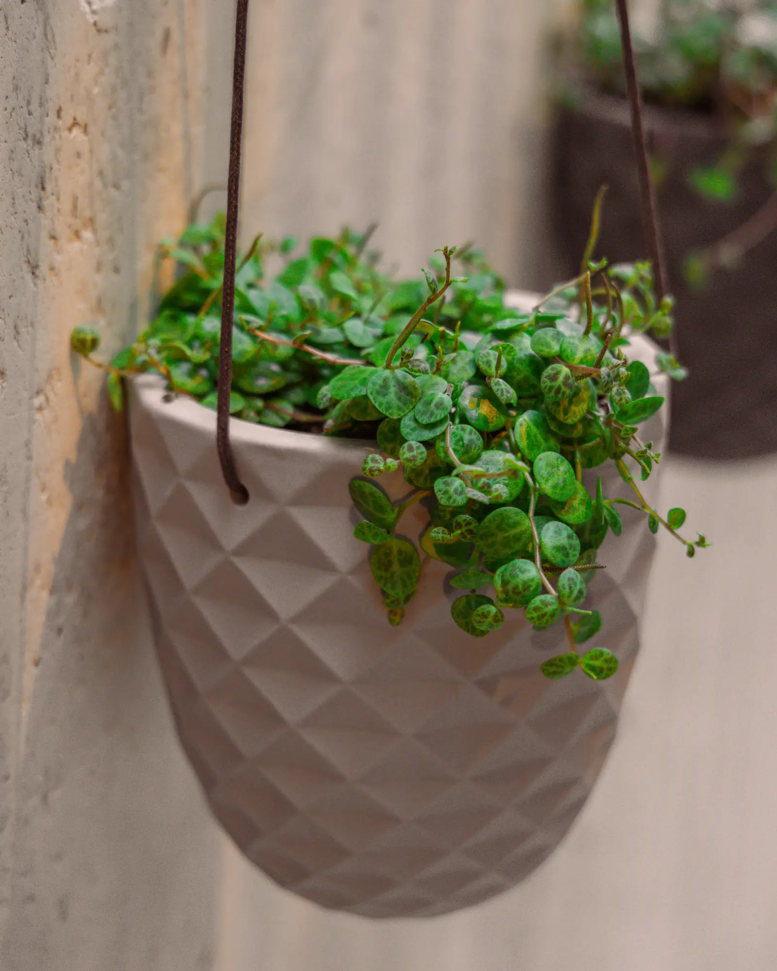Thimble Porcelain Modern Hanging Planter - Image 16