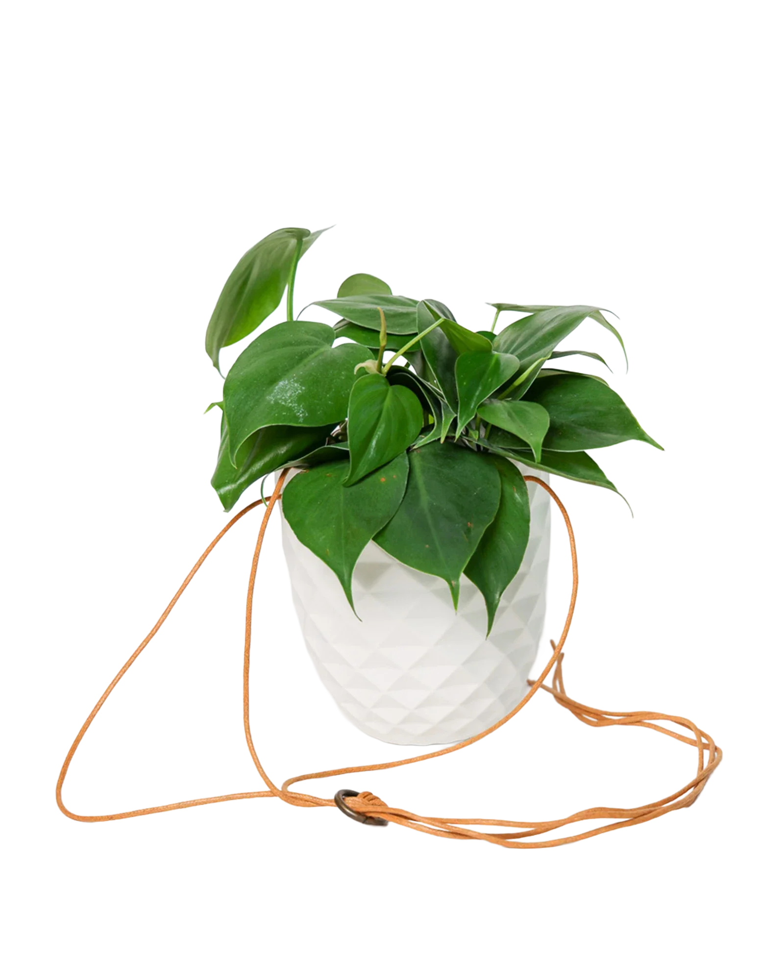 Thimble Porcelain Modern Hanging Planter - Image 19