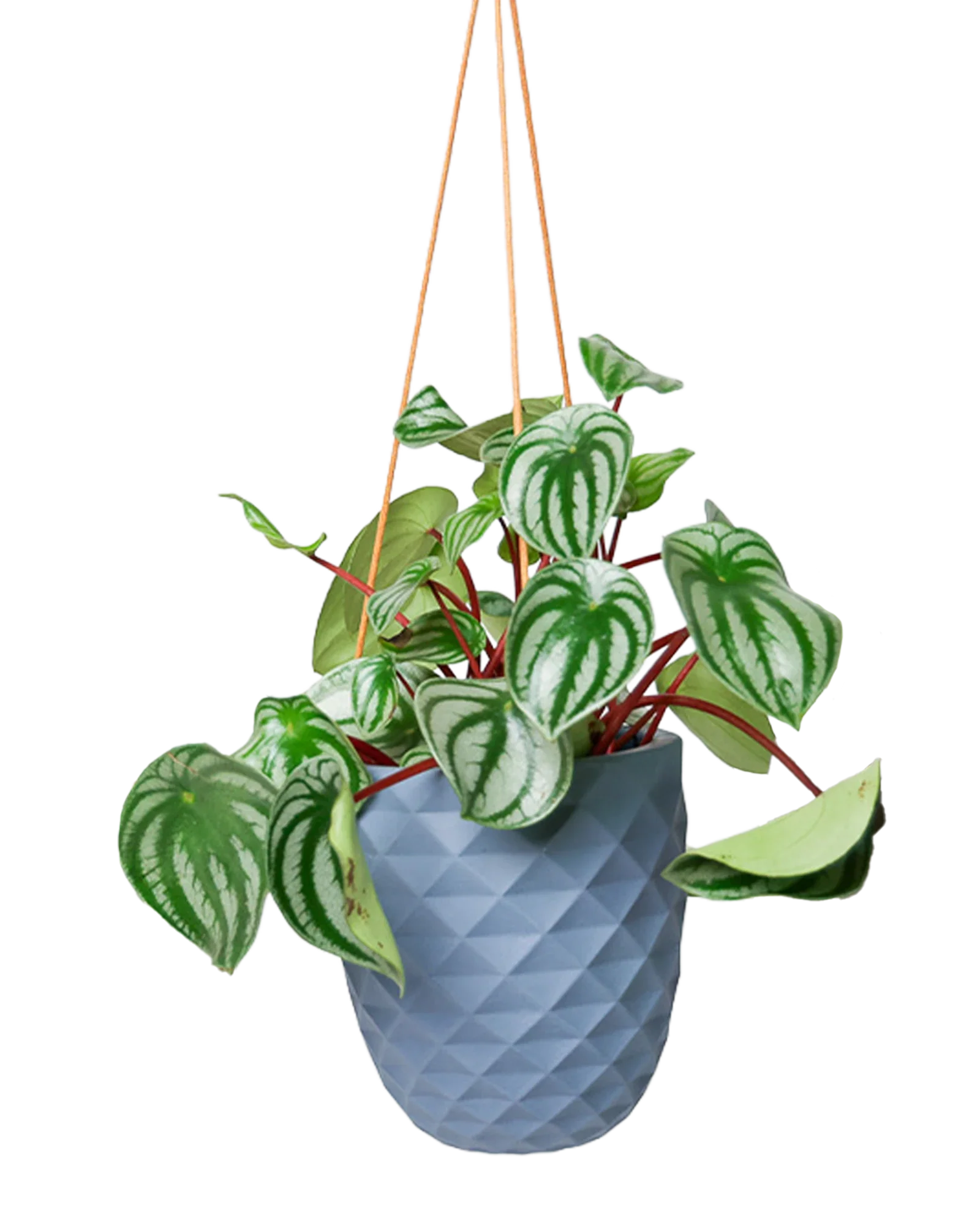 Thimble Porcelain Modern Hanging Planter - Image 3