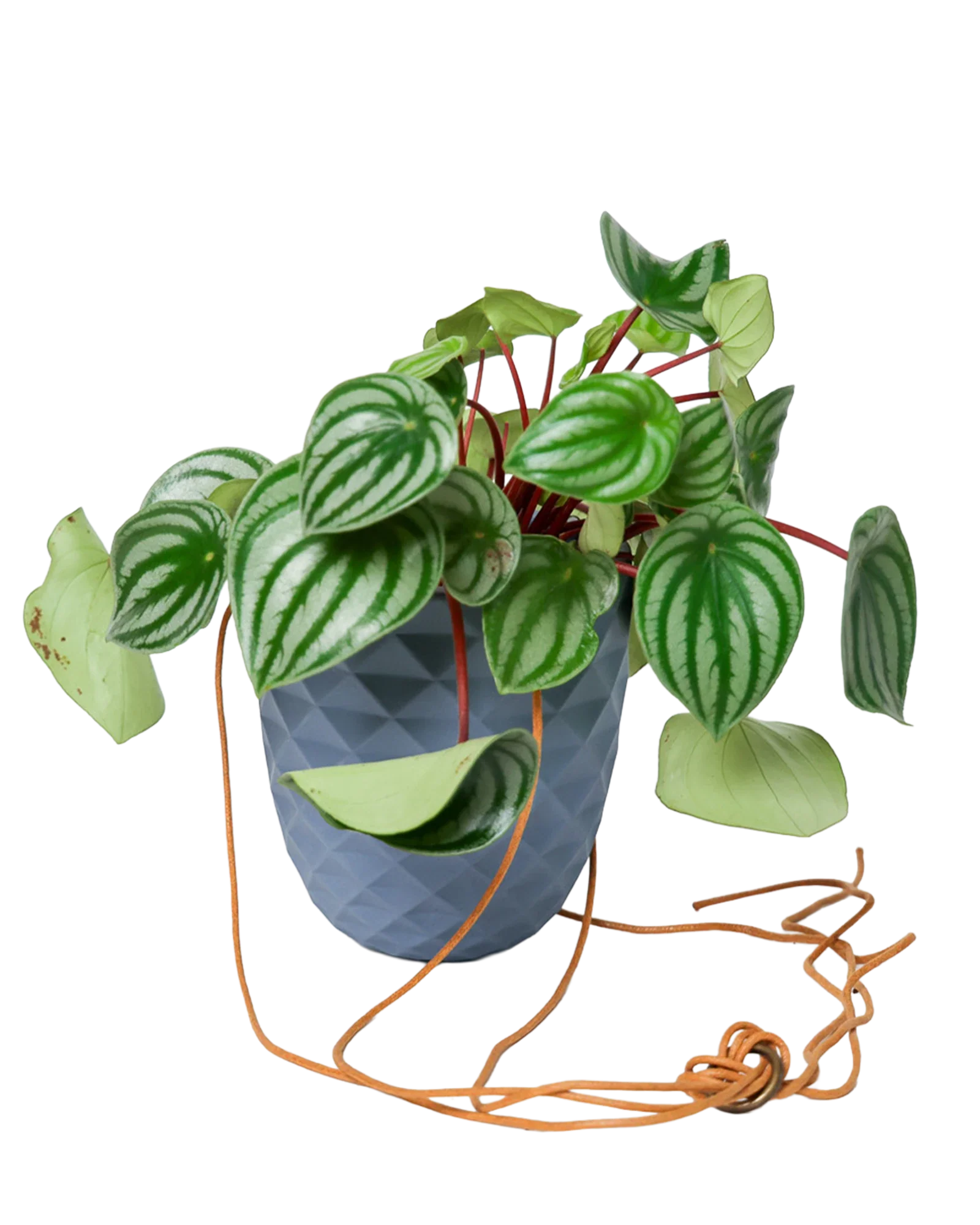 Thimble Porcelain Modern Hanging Planter - Image 5