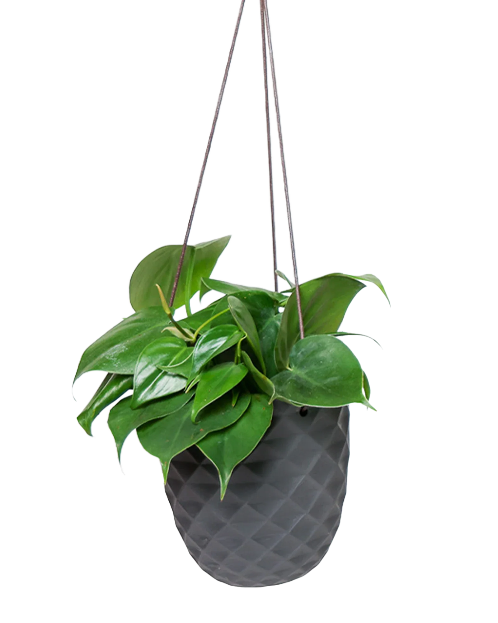 Thimble Porcelain Modern Hanging Planter - Image 7