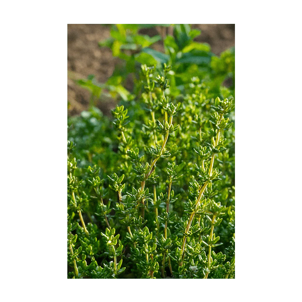 Thyme Herb Seeds Packet - Image 3