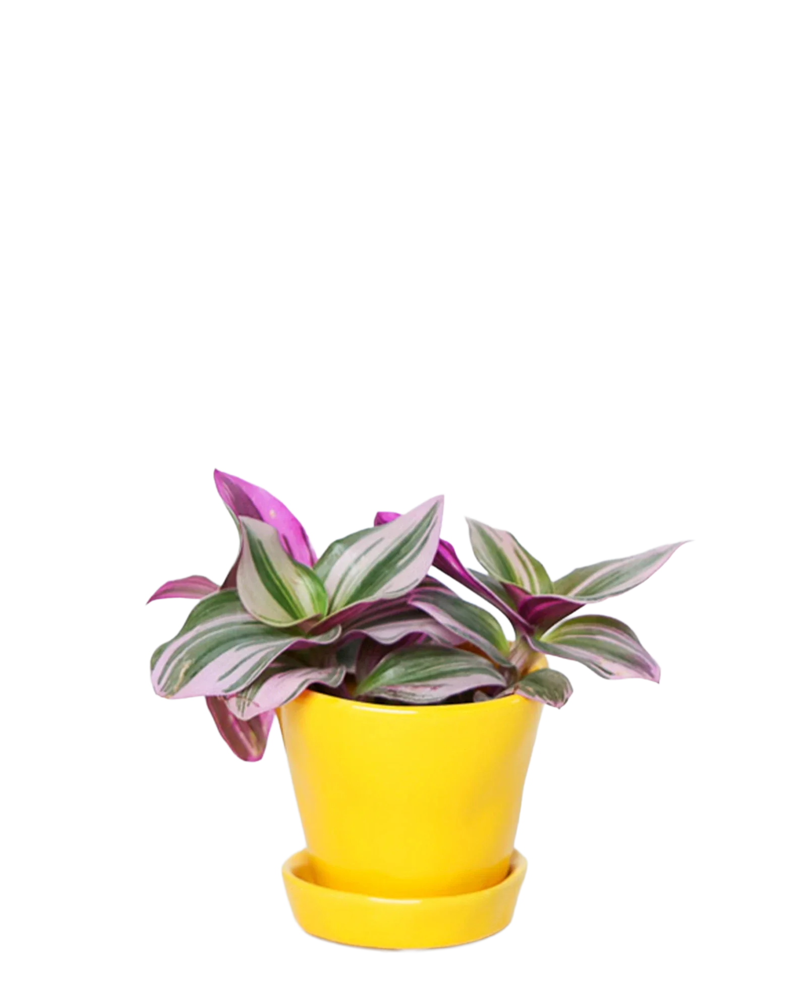 Tika Pot & Saucer | 3 inch