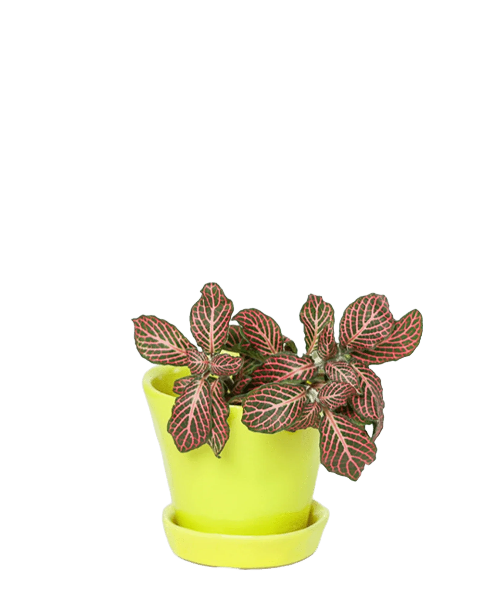 Tika Pot & Saucer | 3 inch - Image 10