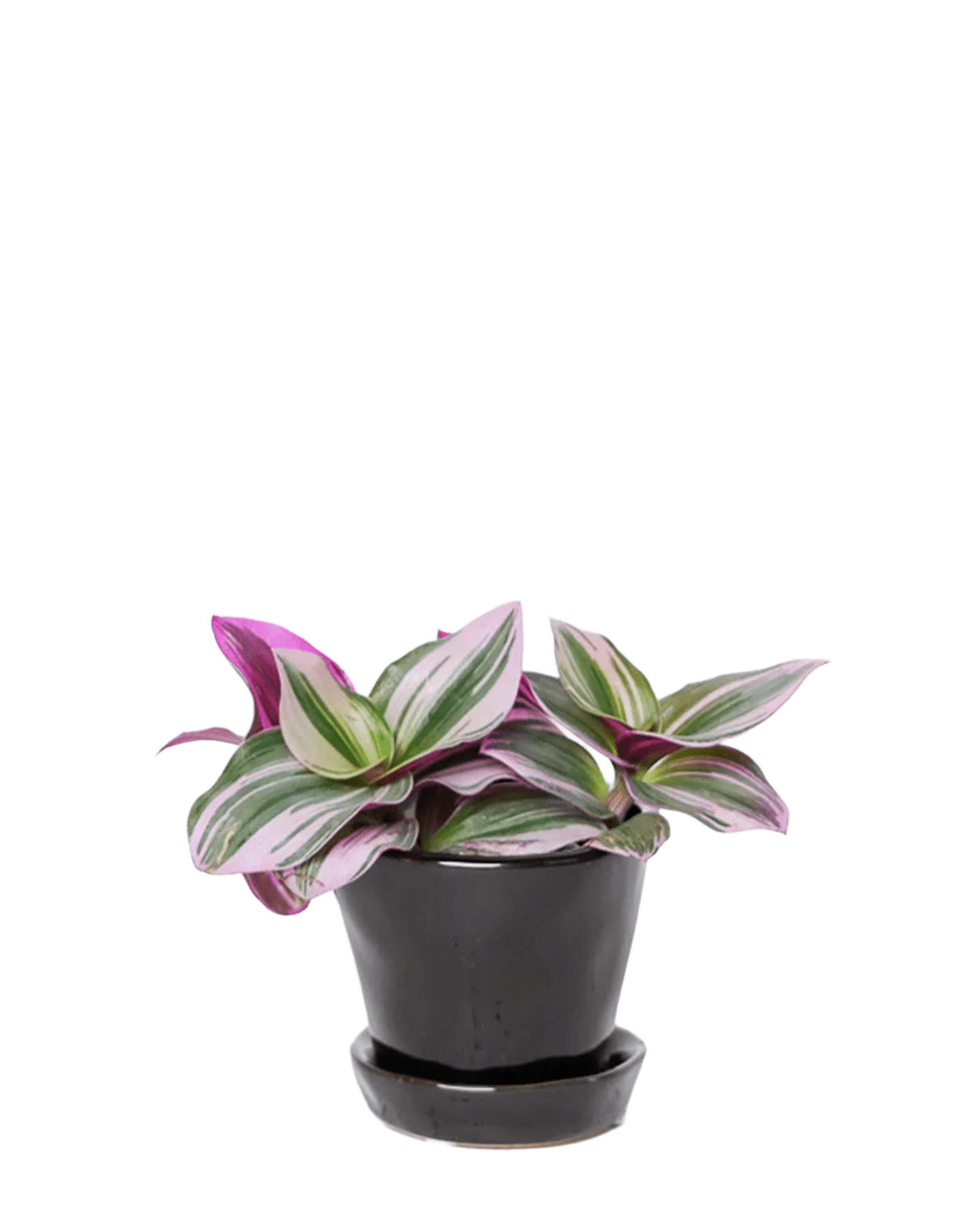 Tika Pot & Saucer | 3 inch - Image 14