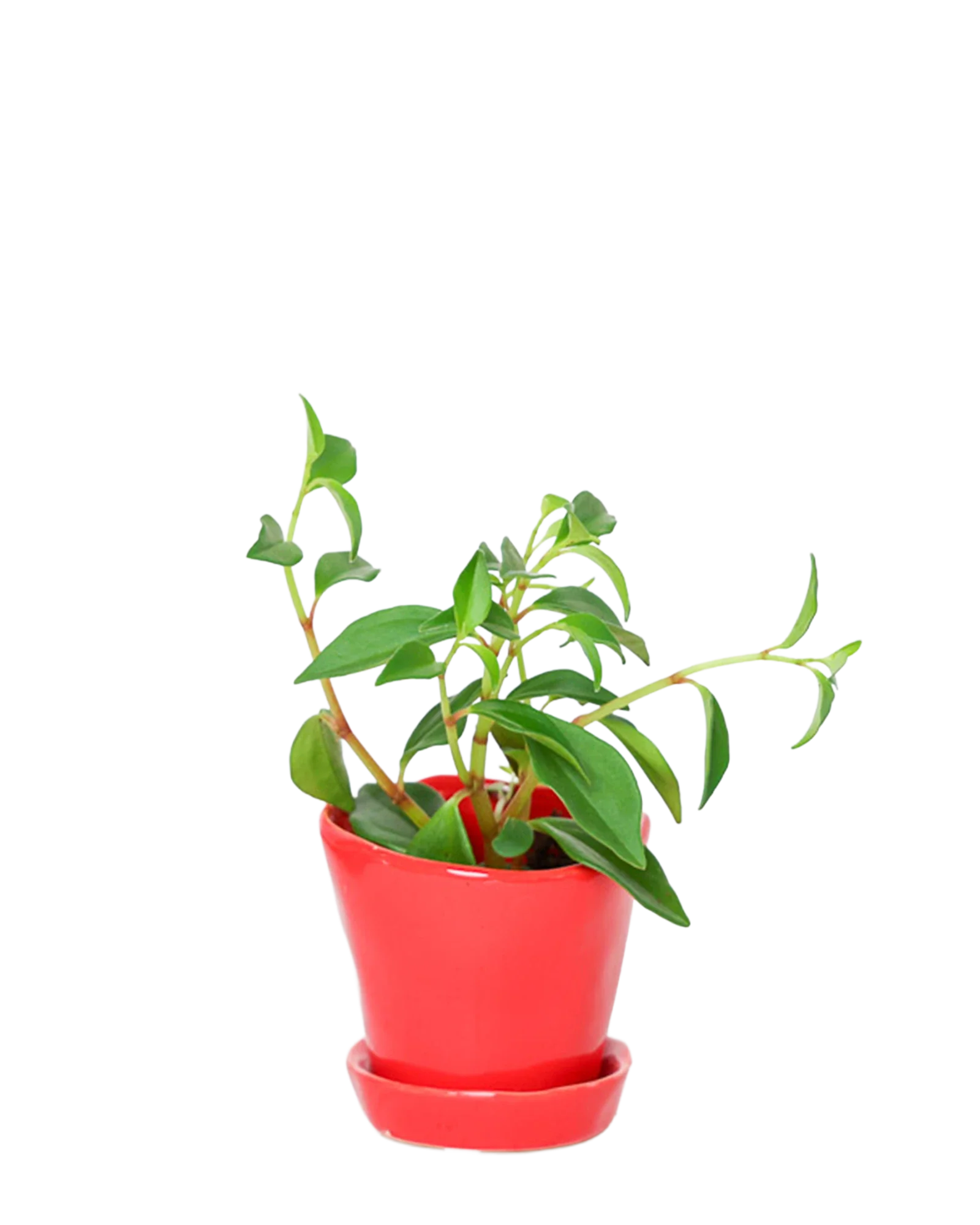 Tika Pot & Saucer | 3 inch - Image 17