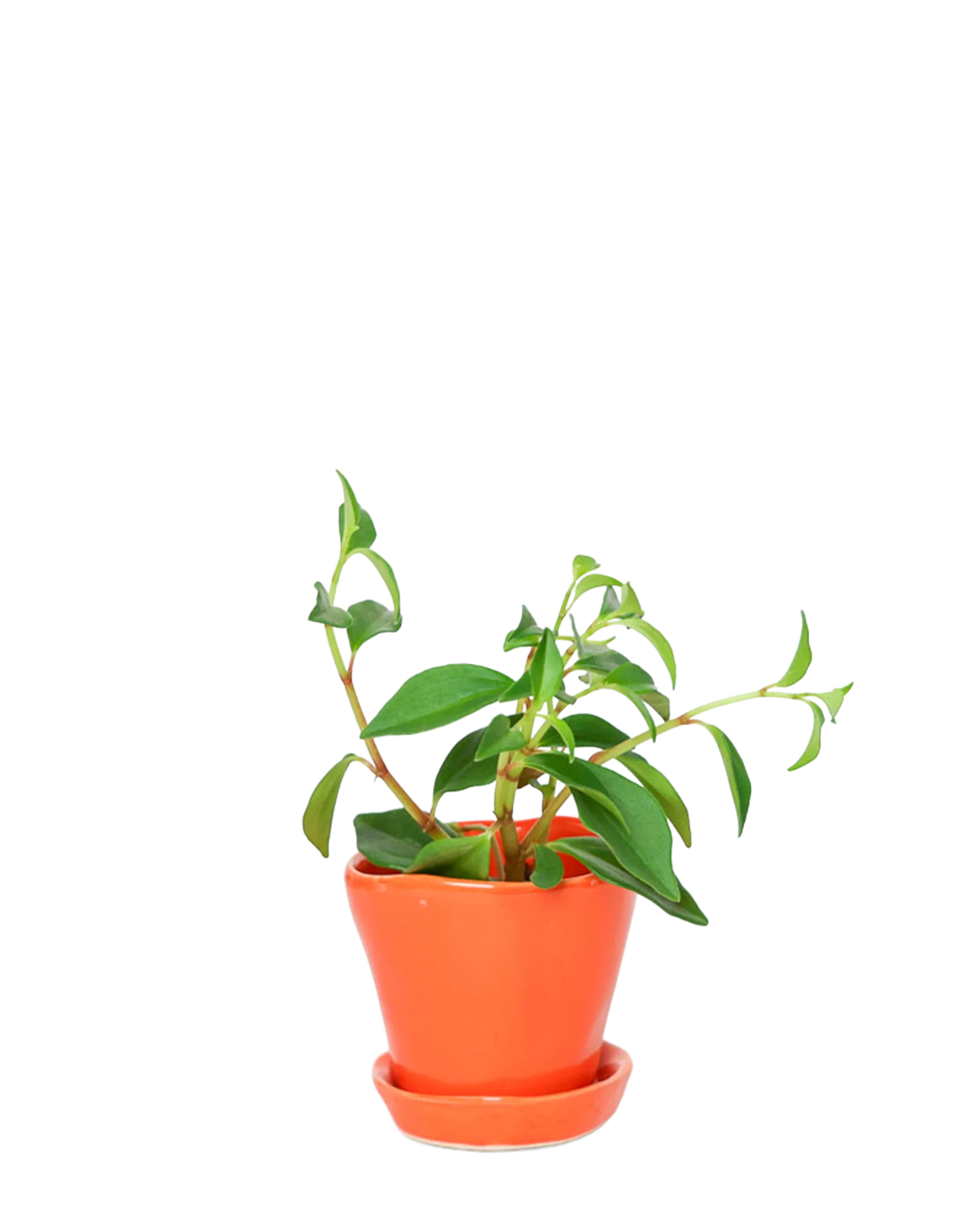 Tika Pot & Saucer | 3 inch - Image 22