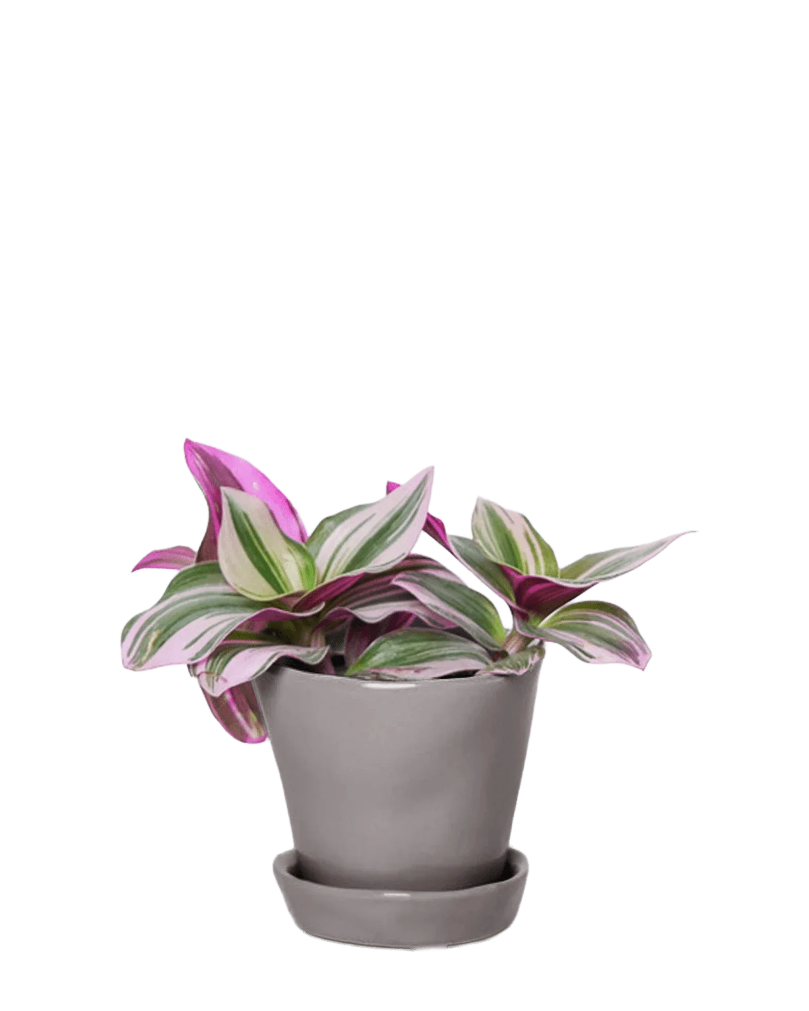 Tika Pot & Saucer | 3 inch - Image 27