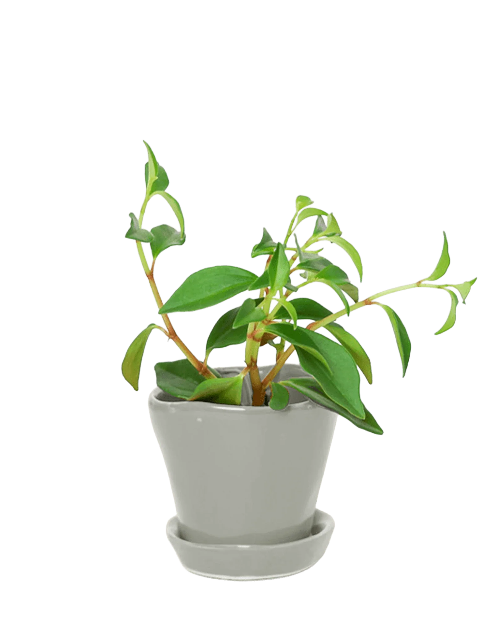 Tika Pot & Saucer | 3 inch - Image 29