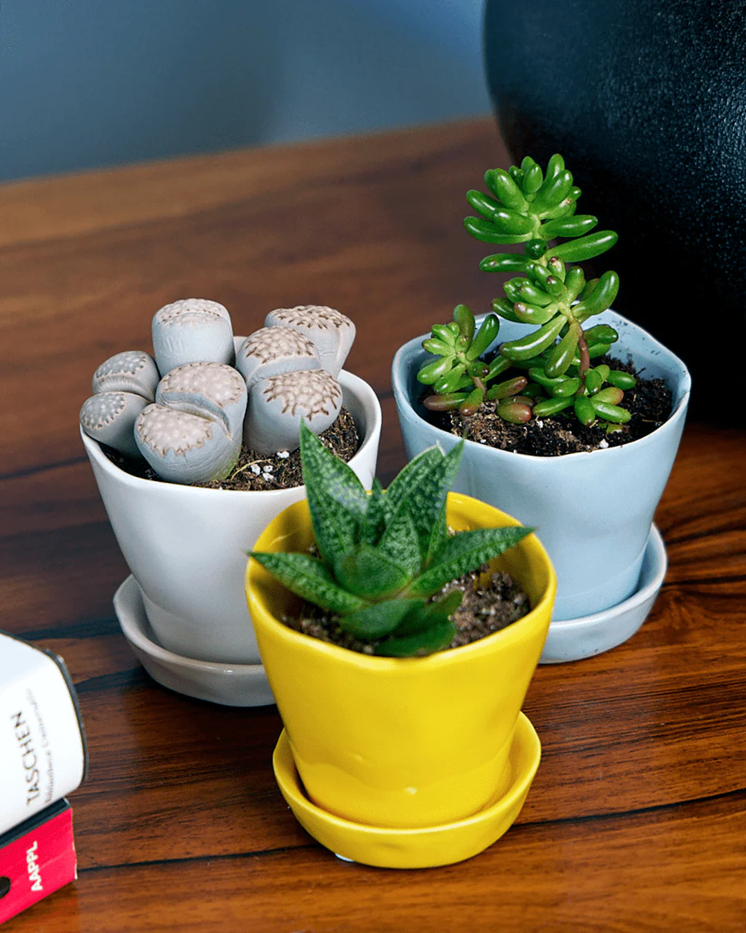 Tika Pot & Saucer | 3 inch - Image 3