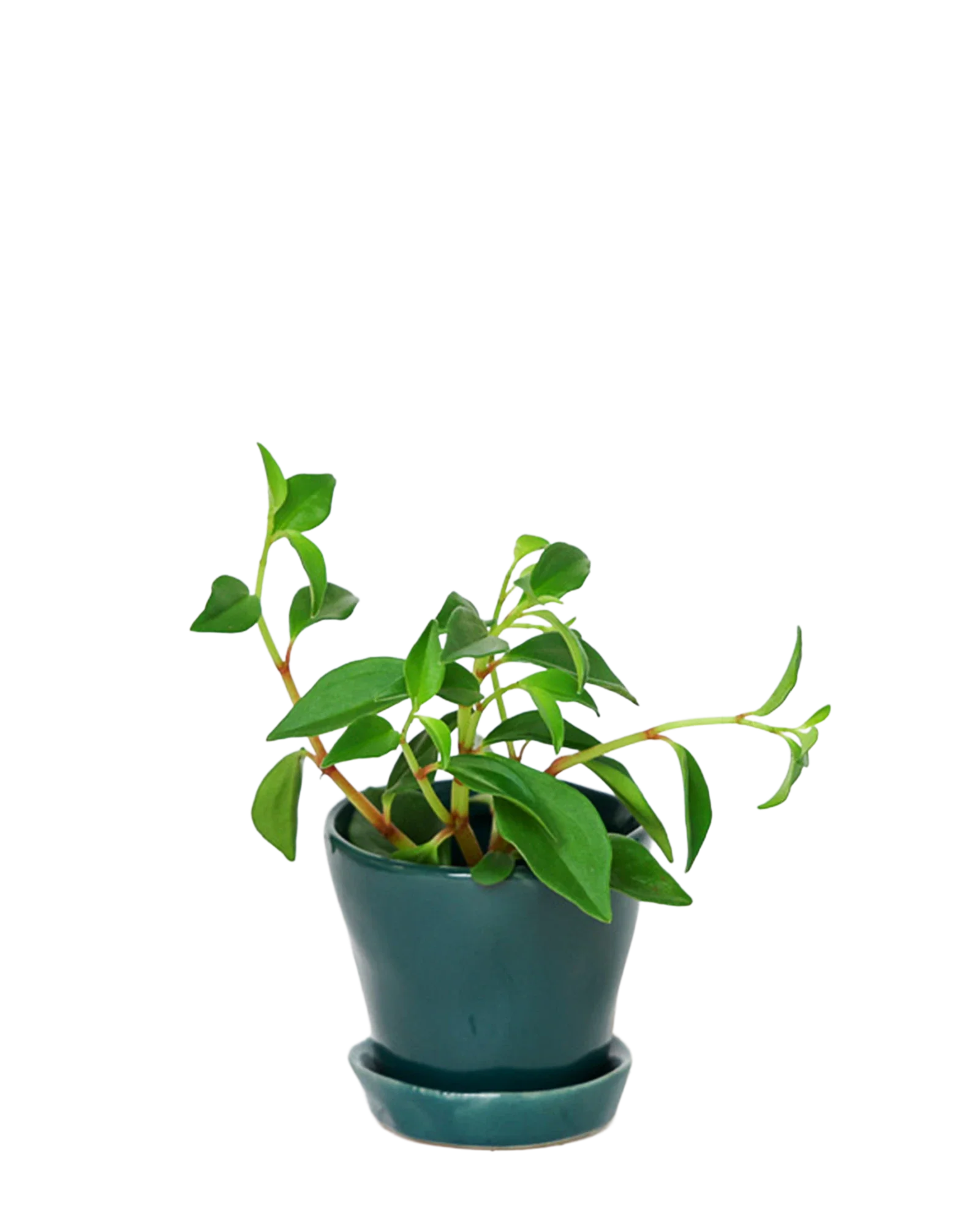 Tika Pot & Saucer | 3 inch - Image 31