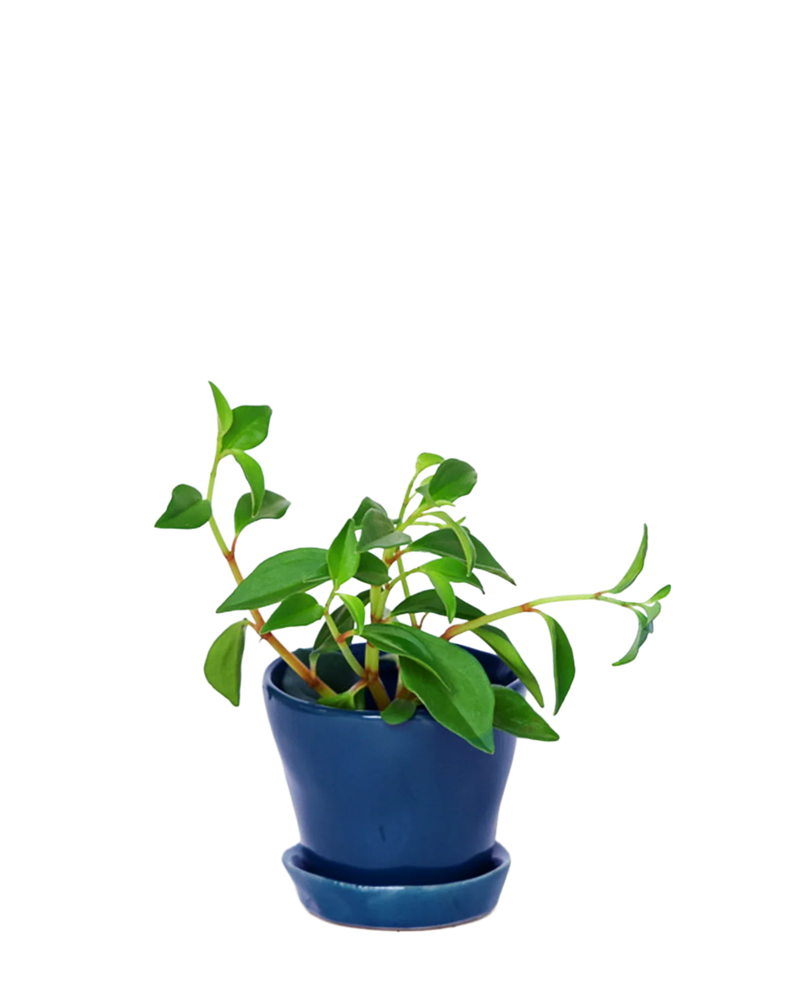 Tika Pot & Saucer | 3 inch - Image 36