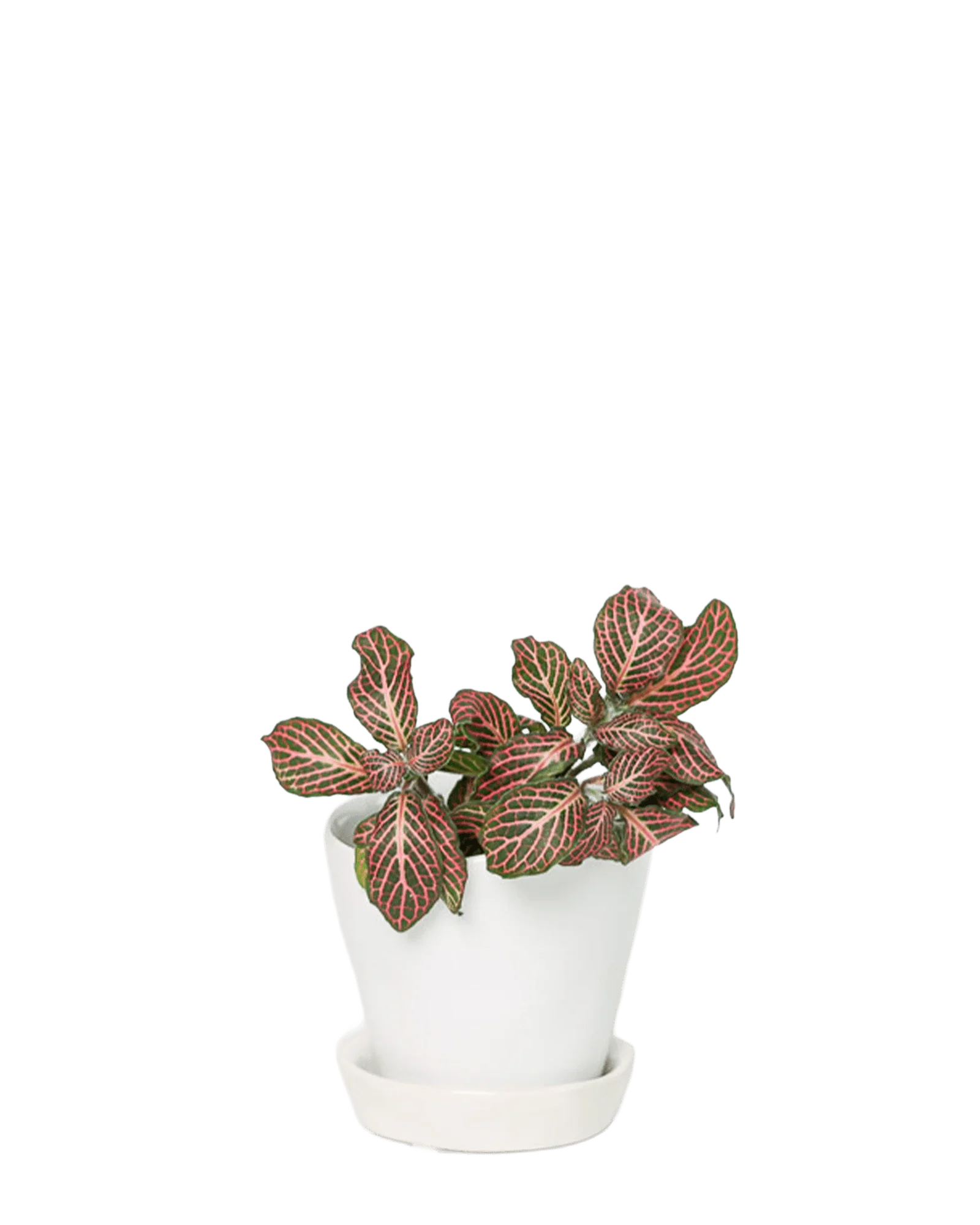 Tika Pot & Saucer | 3 inch - Image 39