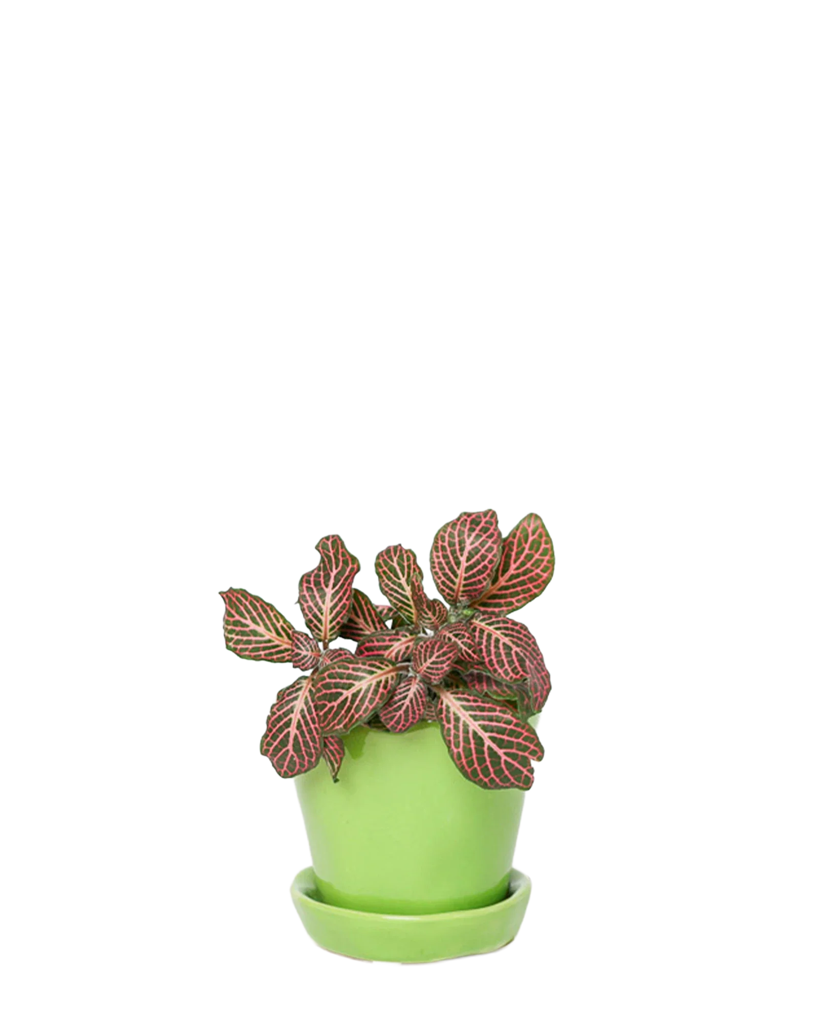Tika Pot & Saucer | 3 inch - Image 43